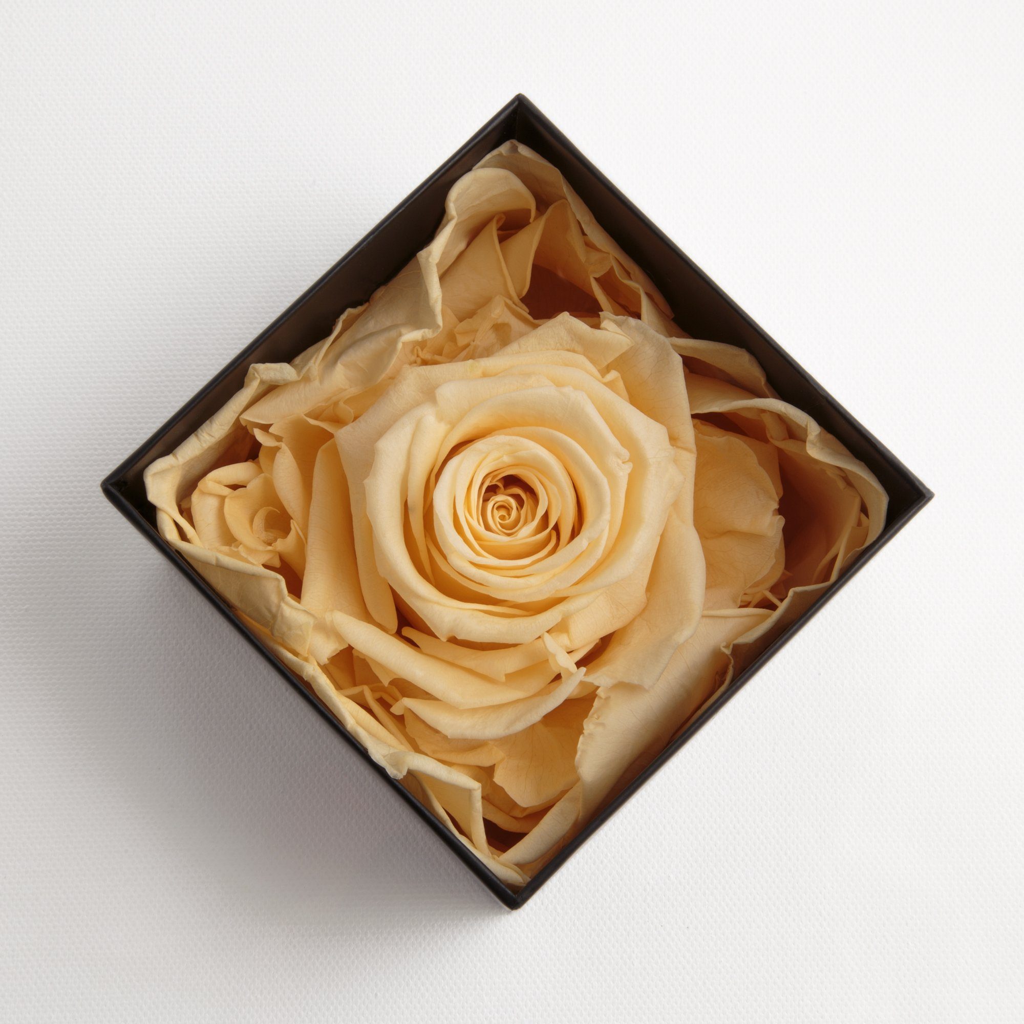 Infinity in ROSEMARIE SCHULZ Rose haltbar 1 mit Blumendeckel beige Jahre Rose Box Höhe Rose, bis 3 Echte Kunstblume Heidelberg, Rose 6.5 Jahre zu cm, 3 haltbar