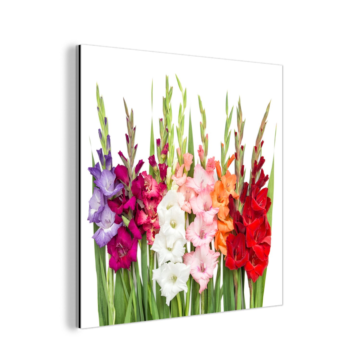 MuchoWow Metallbild Gladiolen - Blumen - günstig online kaufen