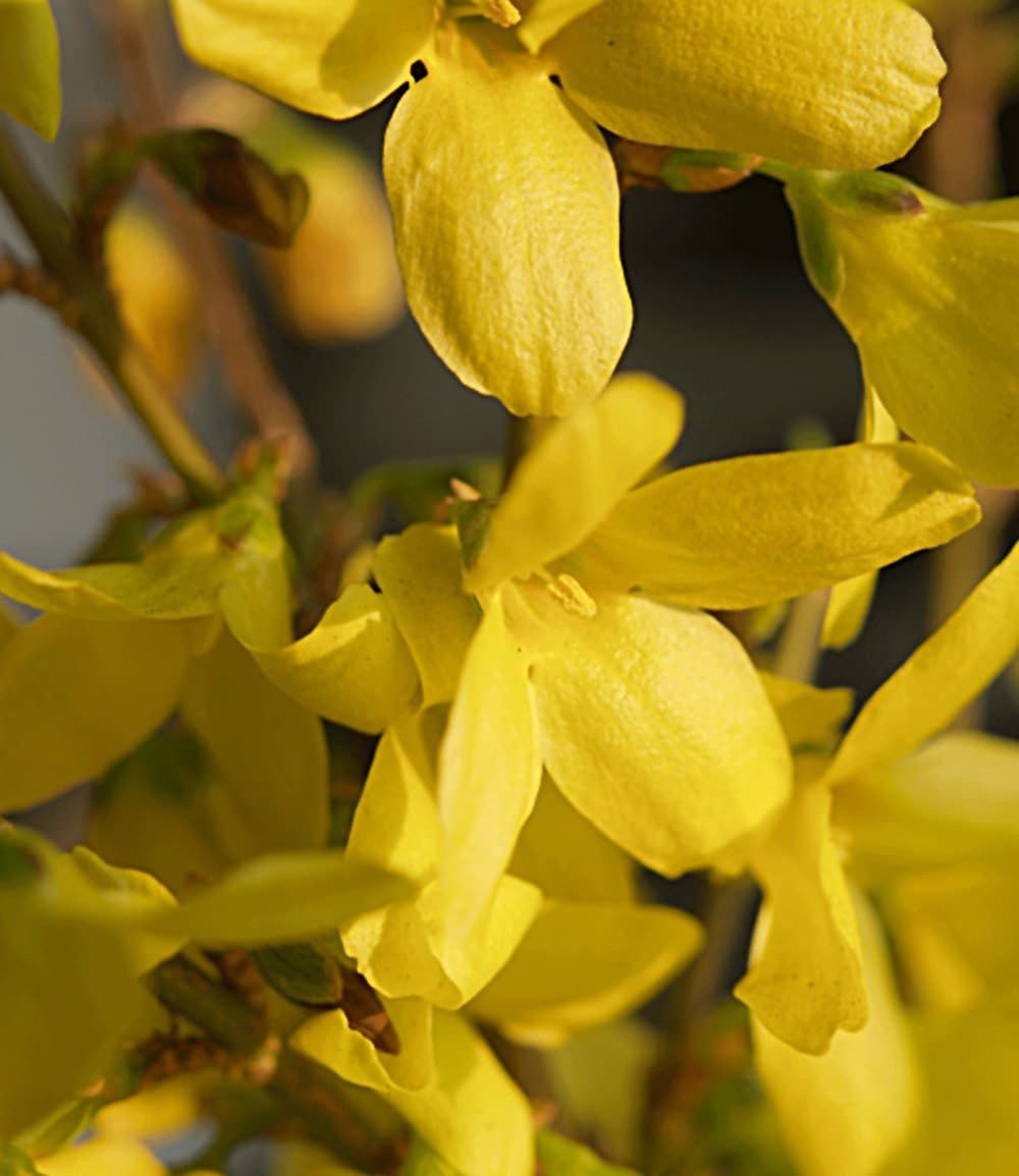 BALDUR Garten Zierstrauch Forsythie, 1 St., Heckenpflanze, winterhart, blickdicht, pflegeleicht
