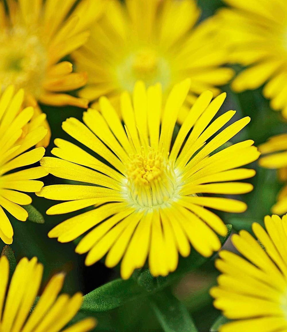 BALDUR Garten Bodendecker Winterharte Eisblumen 'Wheels of Wonder®' 5er Farbmix, 5 St., Mittagsblume, reichblühend, winterhart, mehrjährig, pflegeleicht