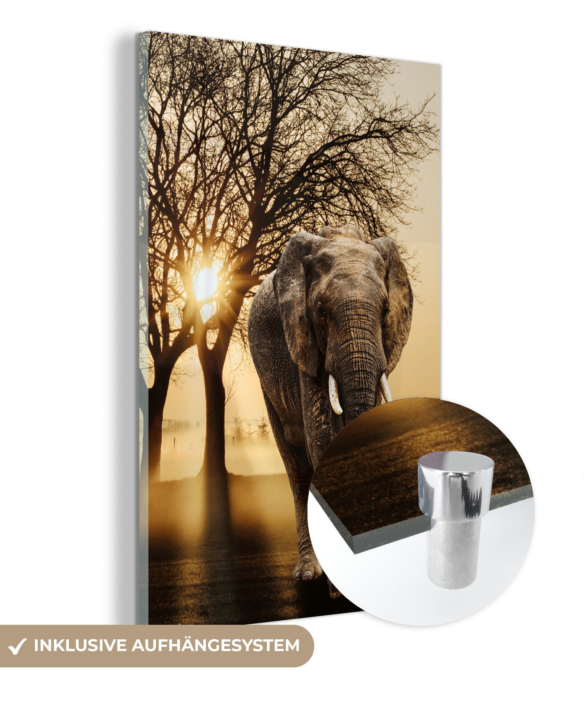 MuchoWow Acrylglasbild Elefant - Baum - Sonne, (1 St), Glasbilder - Bilder auf Glas Wandbild - Foto auf Glas - Wanddekoration