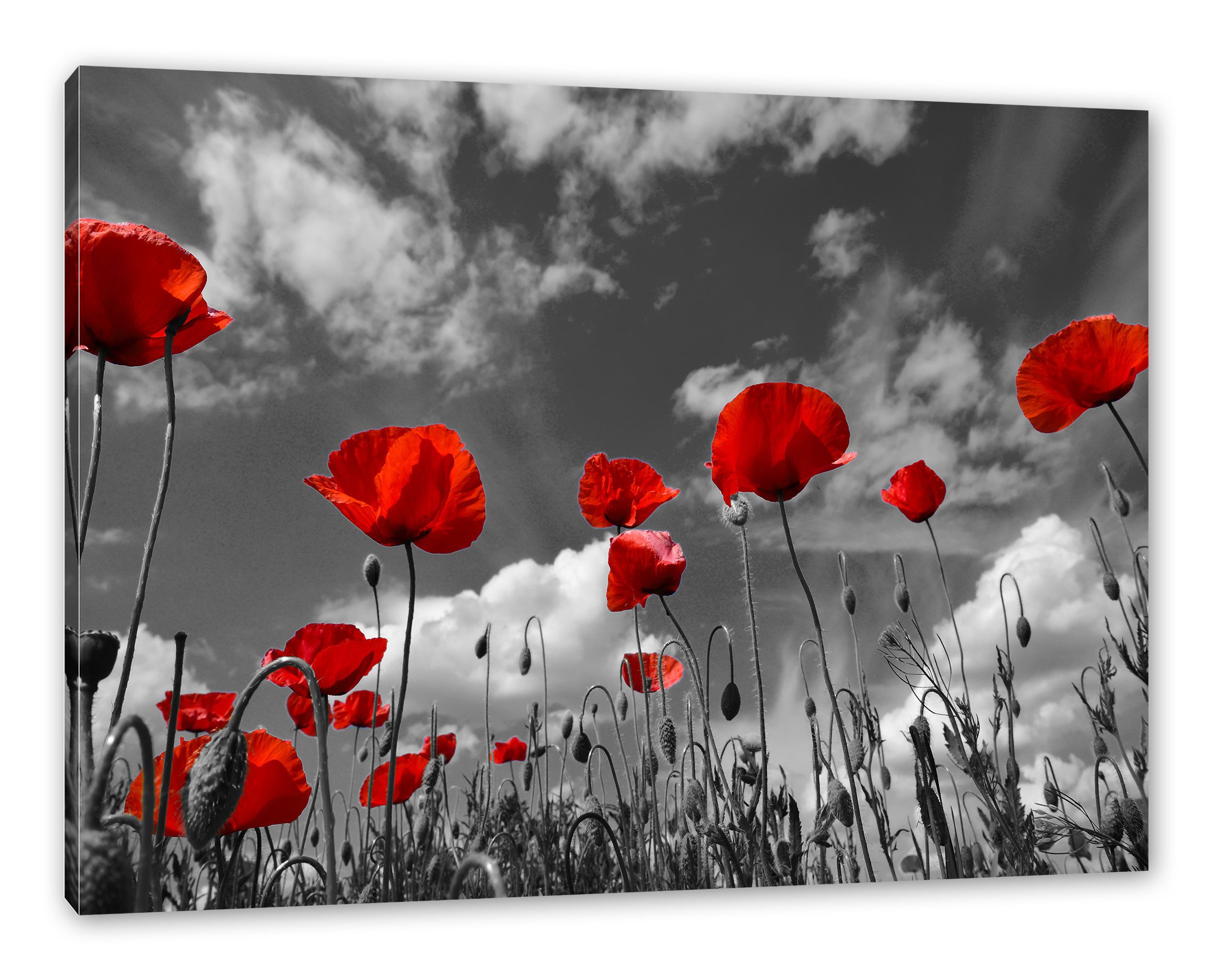 Pixxprint Leinwandbild Wiese mit Blumen, Wiese mit Blumen (1 St), Leinwandbild fertig bespannt, inkl. Zackenaufhänger