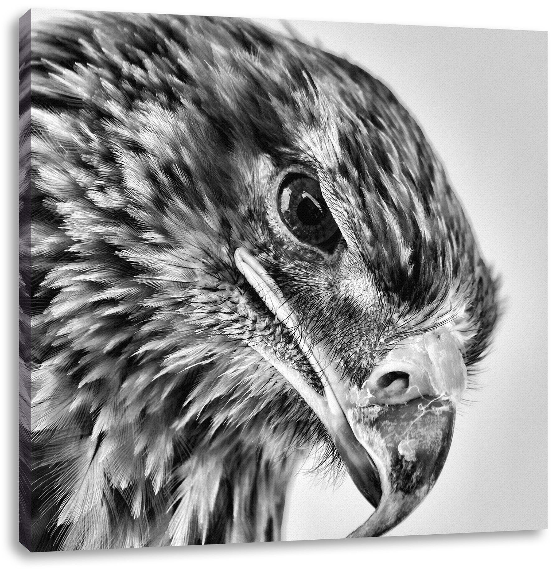 Pixxprint Leinwandbild Adler Porträt, Adler Porträt (1 St), Leinwandbild fertig bespannt, inkl. Zackenaufhänger | Leinwandbilder