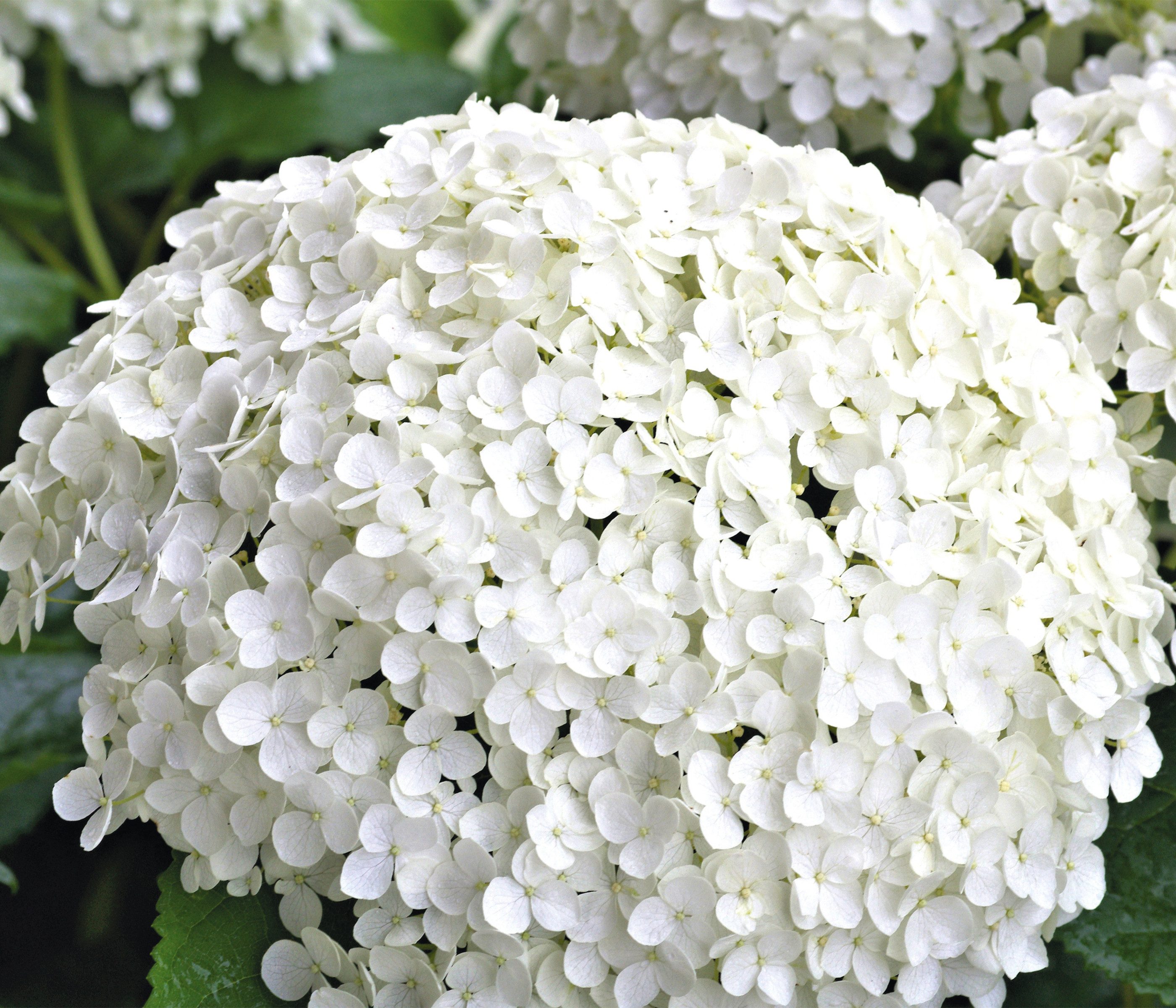 Dehner Zierstrauch Schneeball-Hortensie Annabelle®, 30 - 40 cm, weiß, schattige und sonnige Standorte, blühfreudig mit großen Blütenbällen