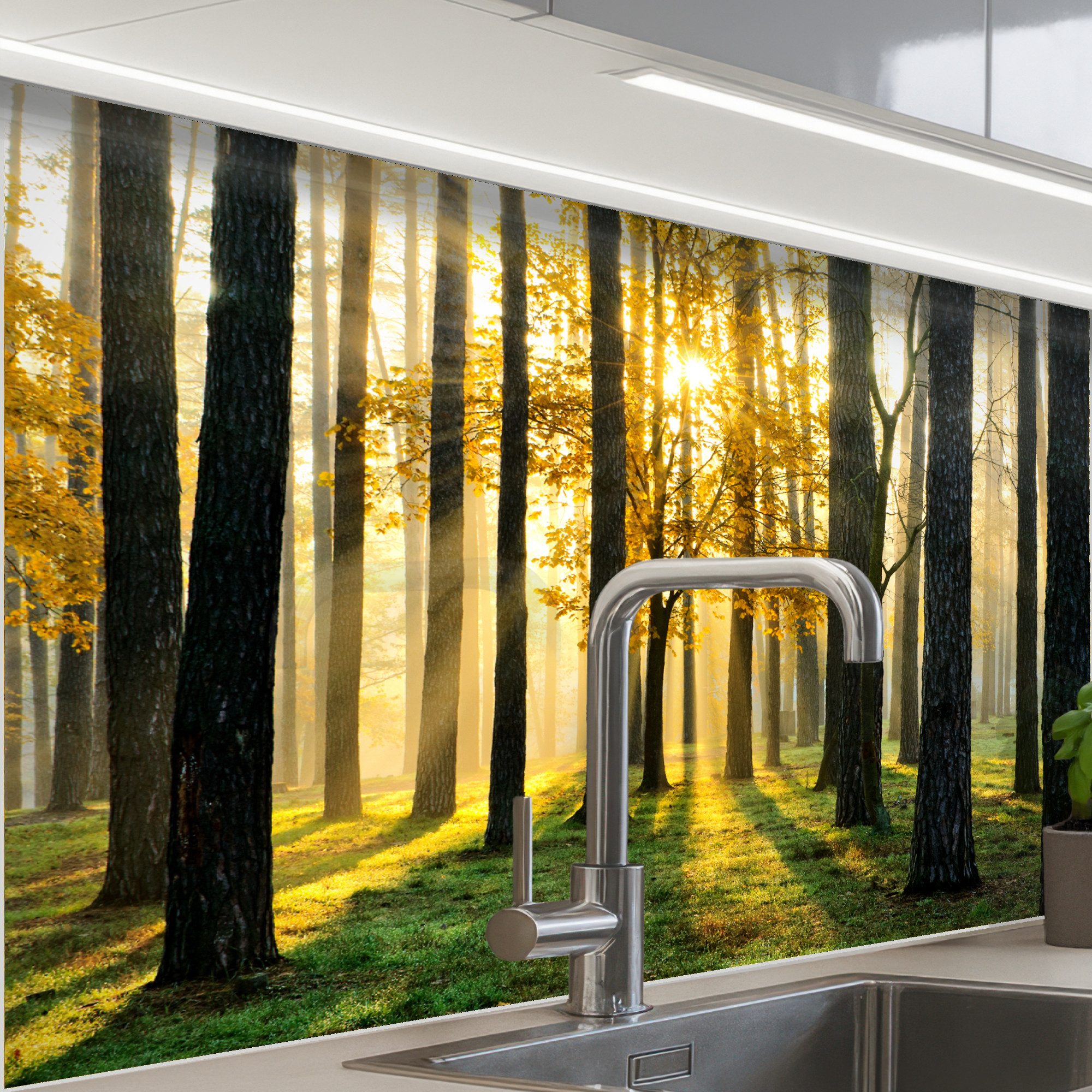 Wald – Sonne – Bäume – Gras – Landschaft – Natur