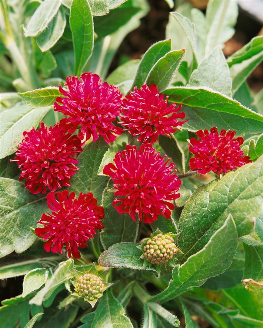 Pflanzen für Dich Staude Knautia macedonica, 1 St., Mazedonische Witwenblume, Purpur-Witwenblume – Bild 4 von 4