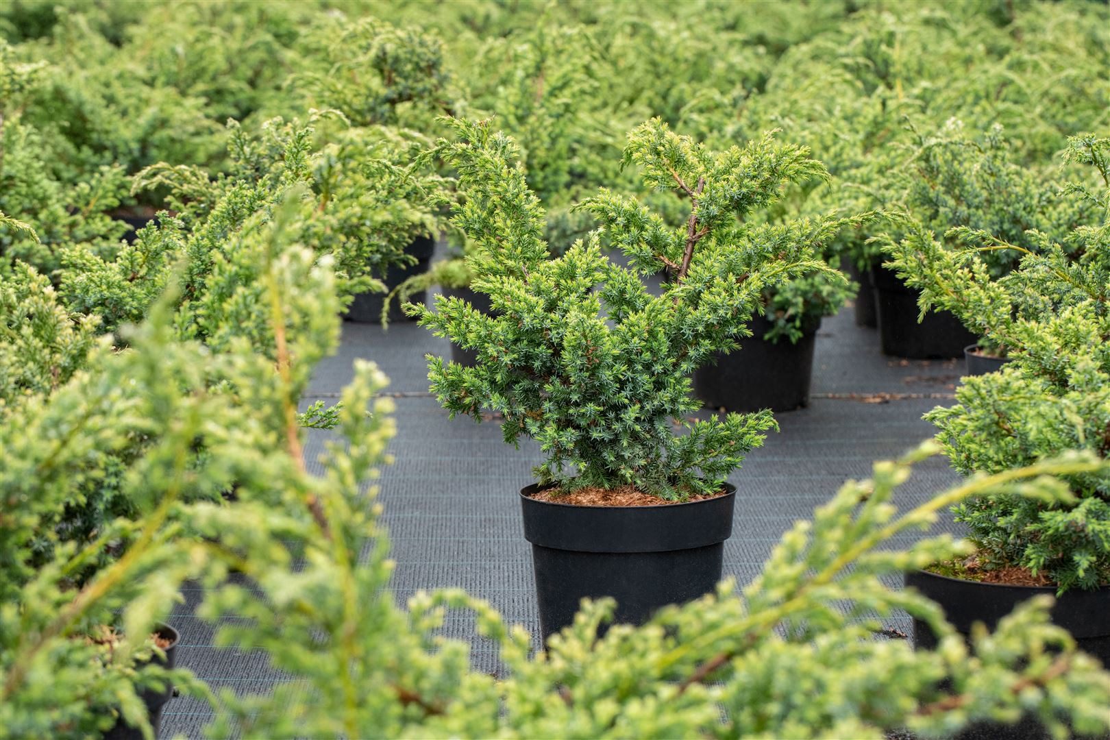 Pflanzen für Dich Konifere Juniperus chinensis Blue Alps, 1 St., Chinesischer Wacholder, blaugrün, frosthart