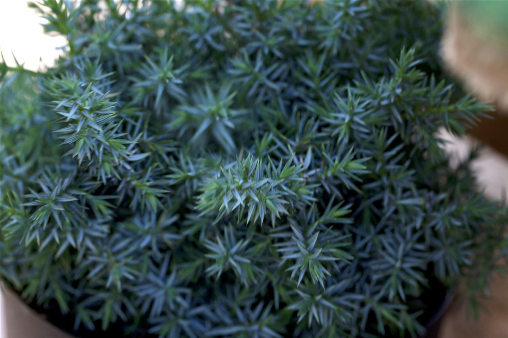 Pflanzen für Dich Konifere Juniperus chinensis Blue Alps, 1 St., Chinesischer Wacholder, blaugrün, frosthart