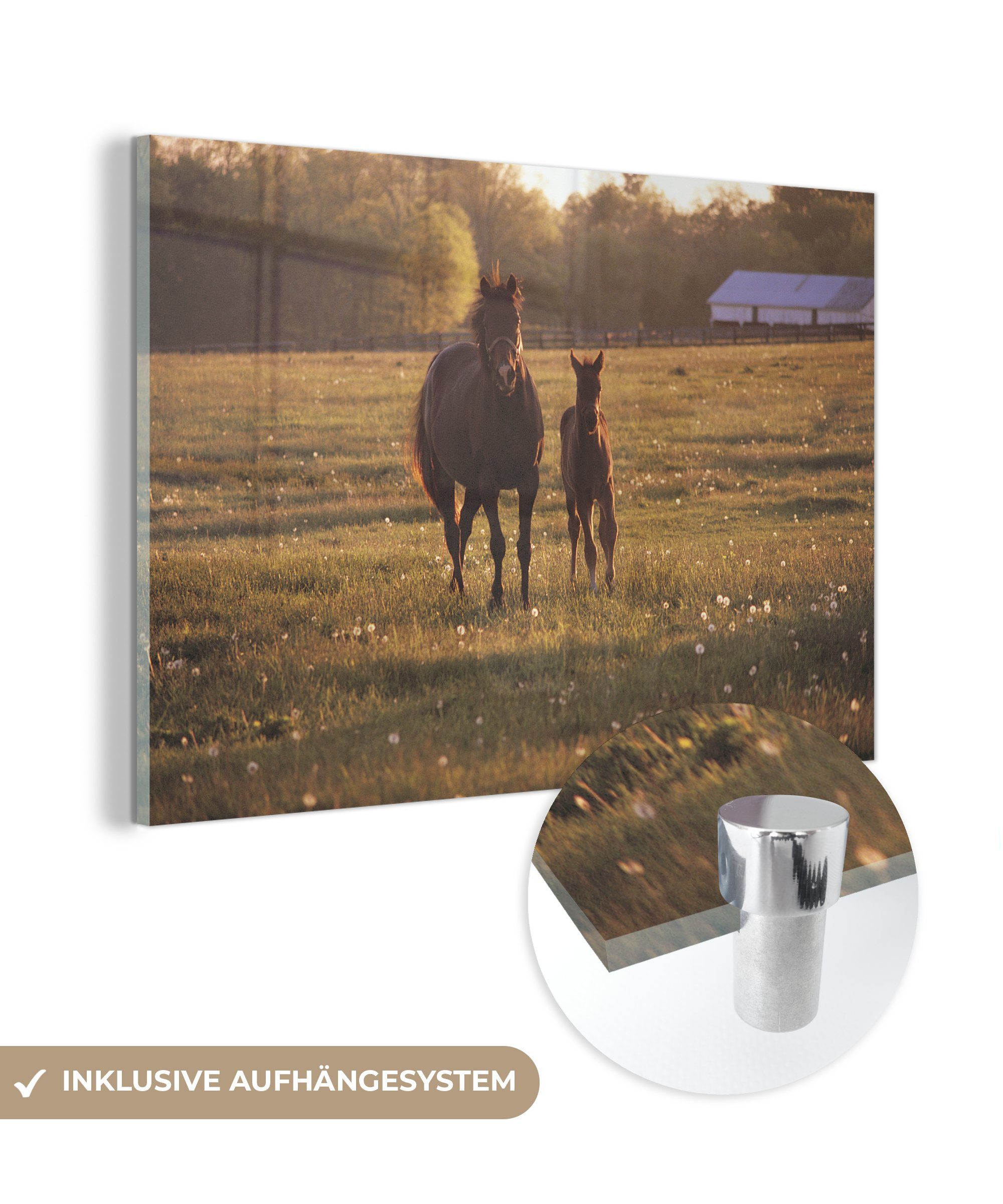 MuchoWow Acrylglasbild Galoppierende Pferde, (1 St), Acrylglasbilder Wohnzimmer & Schlafzimmer | Bilder