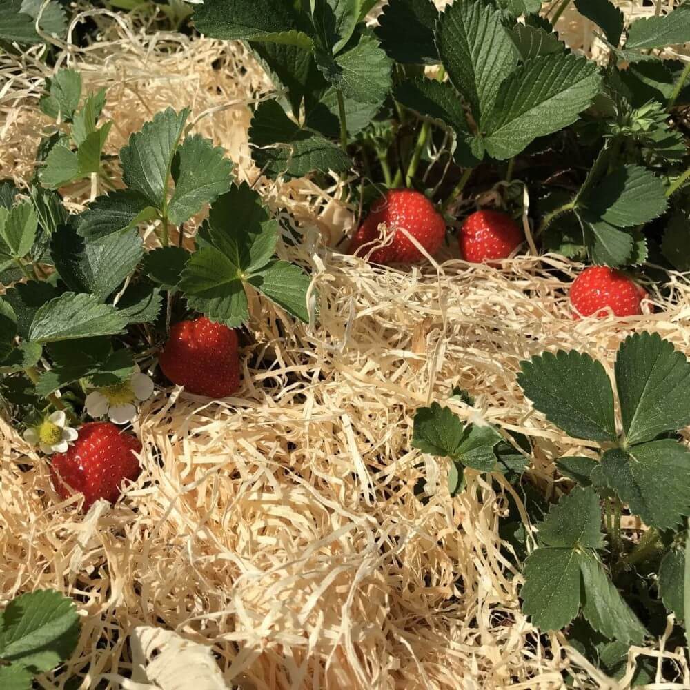 Boxolutions Blumenerde Holzwolle für Erdbeeren 1 Kg - Gemüseholzwolle Natur unbehandelt, mit Holzwolle Natur ohne Zusatzstoffe
