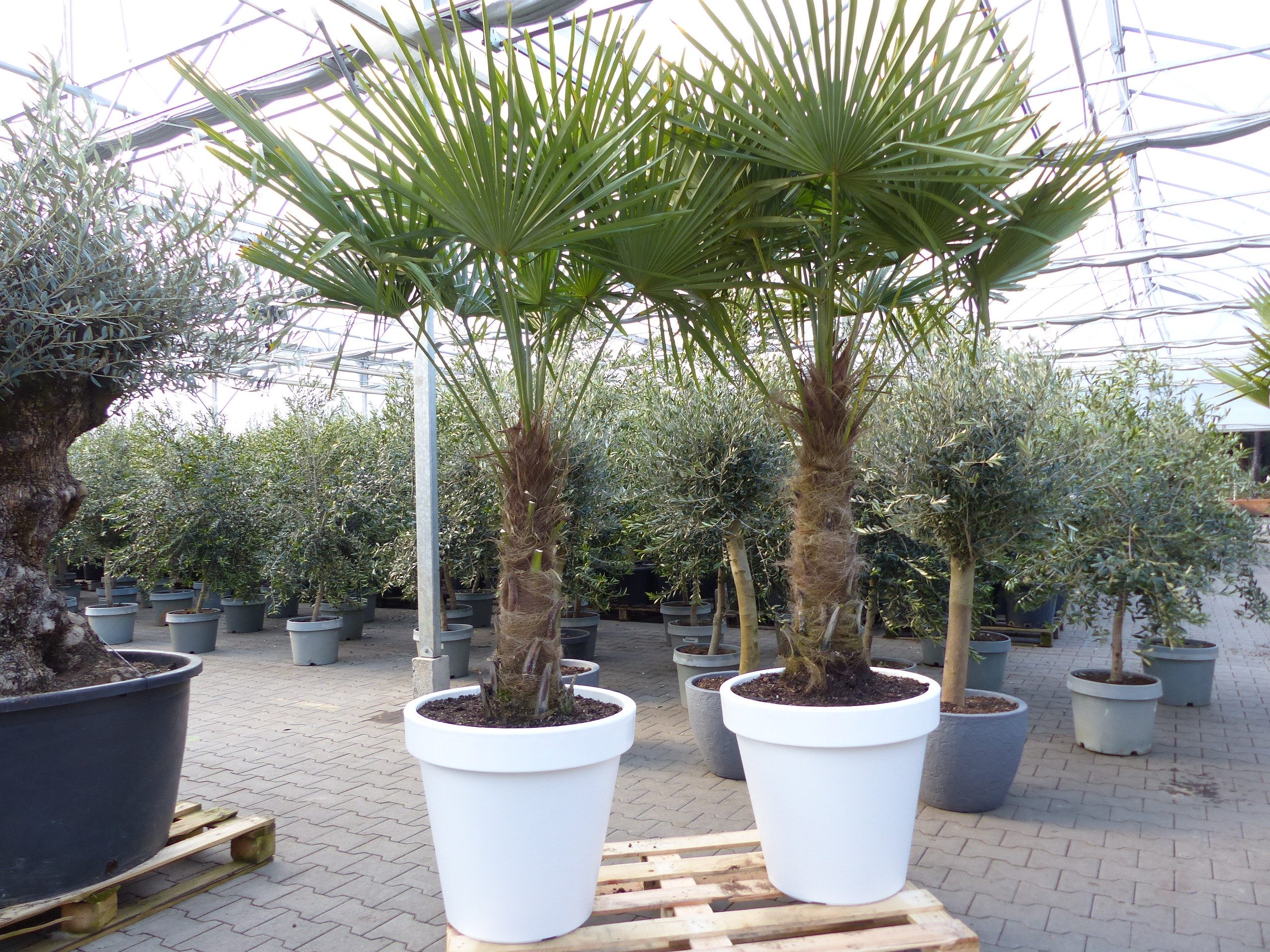gruenwaren jakubik Baum XXL Palme winterhart Kübel weiß, 200 - 230 cm Trachycarpus fortunei