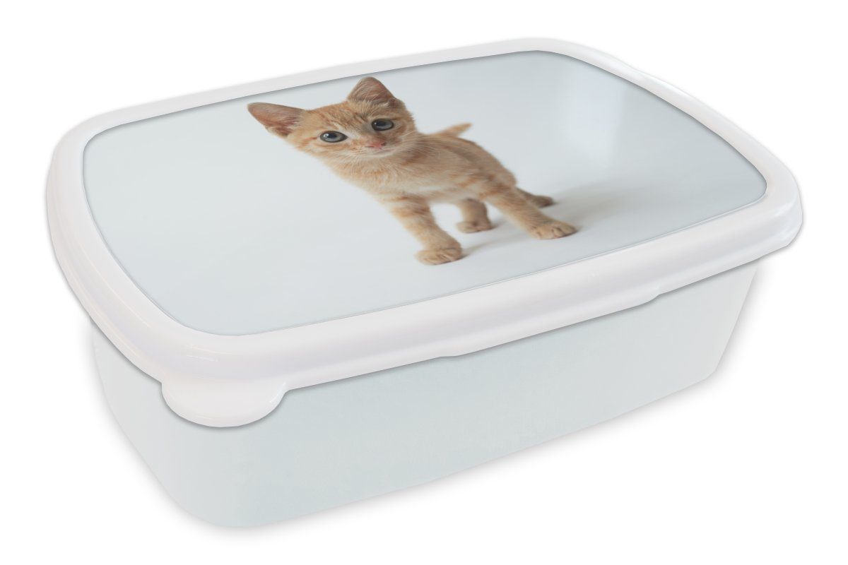 MuchoWow Lunchbox Nahaufnahme eines Kätzchens vor einem weißen Hintergrund, Kunststoff, (2-tlg), Brotbox für Kinder und Erwachsene, Brotdose, für Jungs und Mädchen