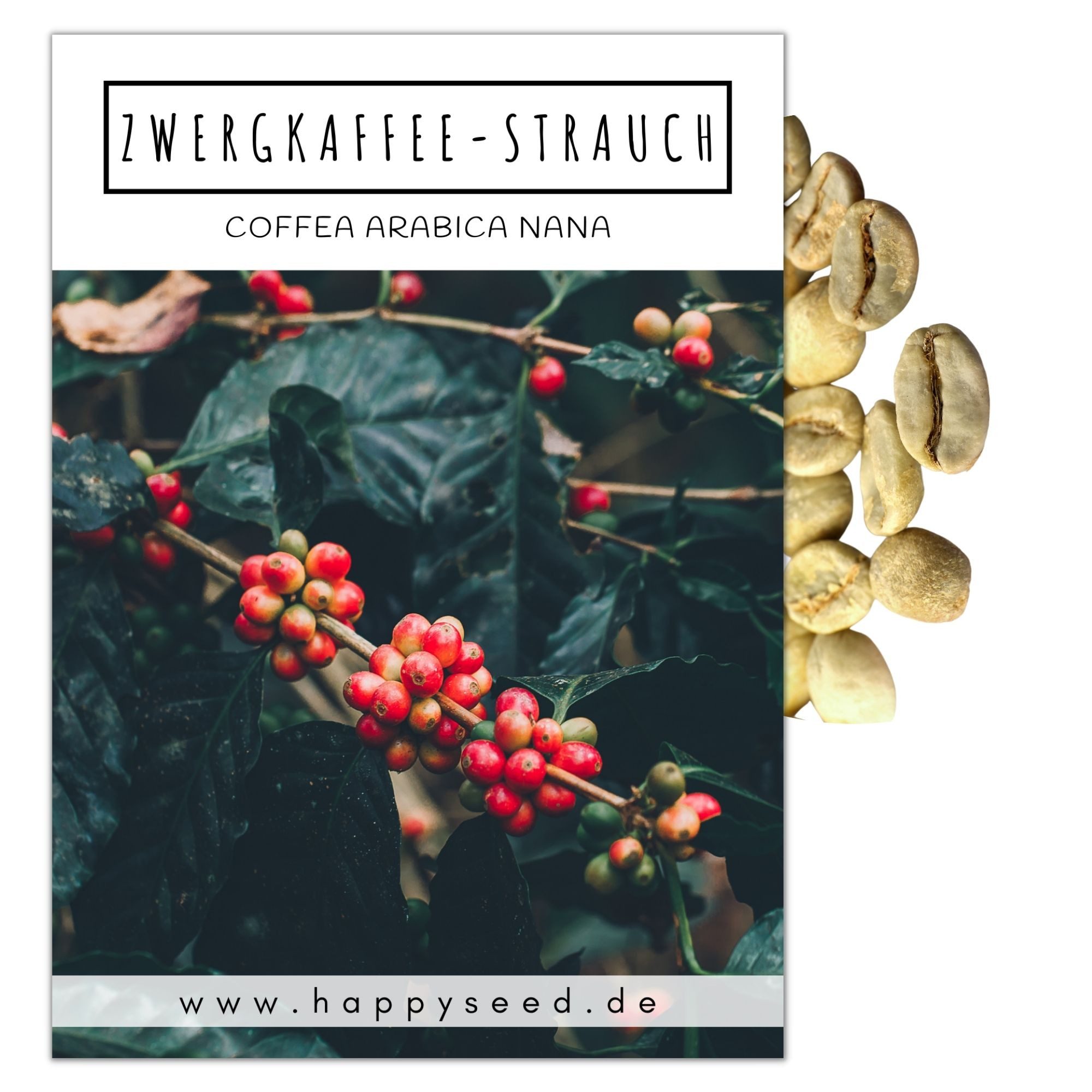 HappySeed Blumensamen Kaffee Samen - Coffea arabica nana, Blumen