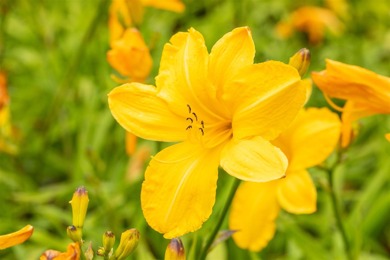 Pflanzen für Dich Staude Hemerocallis cult. Cartwheels, 1 St., Taglilie