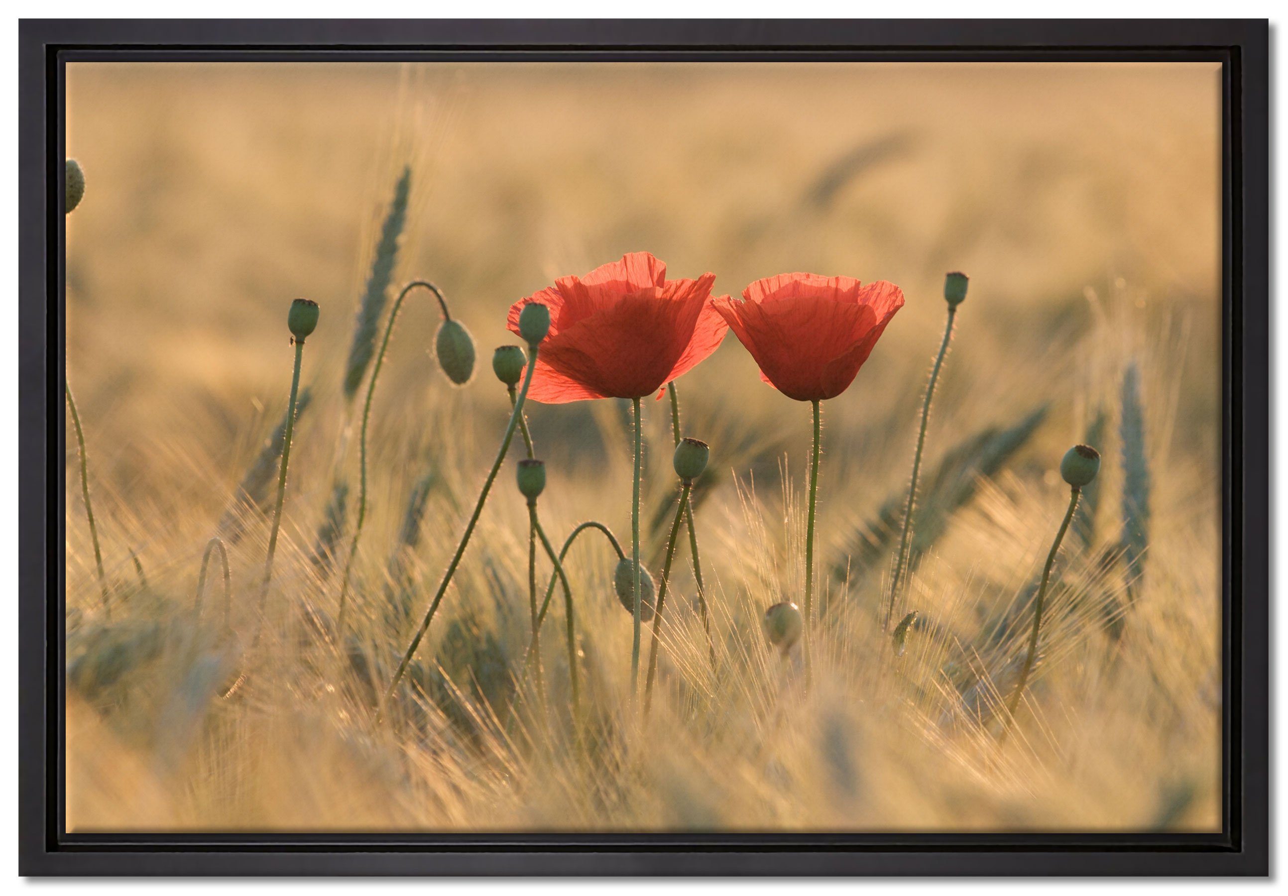 Pixxprint Leinwandbild Zwei schöne Mohnblumen, Wanddekoration (1 St), Leinwandbild fertig bespannt, in einem Schattenfugen-Bilderrahmen gefasst, inkl. Zackenaufhänger