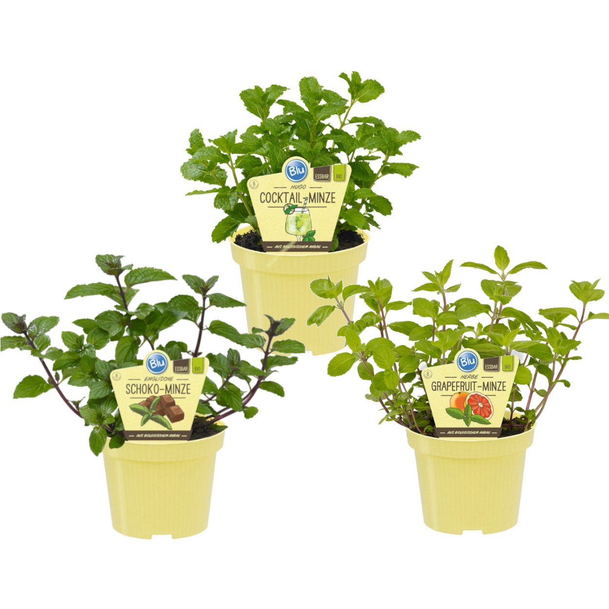 Exotenherz Gewürzkraut Minze-Sorten Set mit 3 Pflanzen Schoko HUGO Grapefruit 12cm Topf