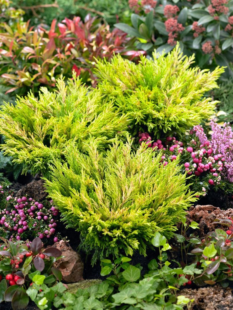 Pflanzen für Dich Konifere Juniperus horizontalis 'Limeglow', 1 St., Kriech-Wacholder, Teppich-Wacholder, gelbgrün, kriechend – Bild 3 von 3