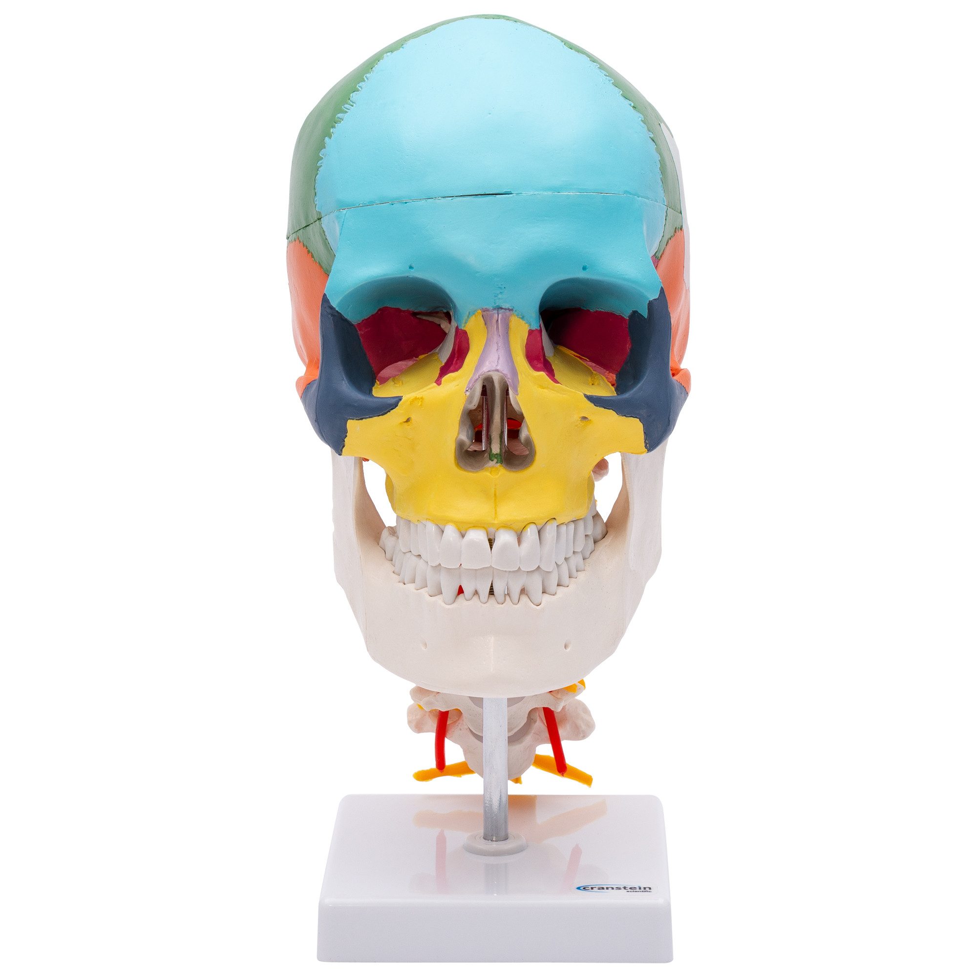 Cranstein Scientific Dekoobjekt Schädel Anatomie Modell lebensgroß 4 teilig didaktisch gefärbt Halswir