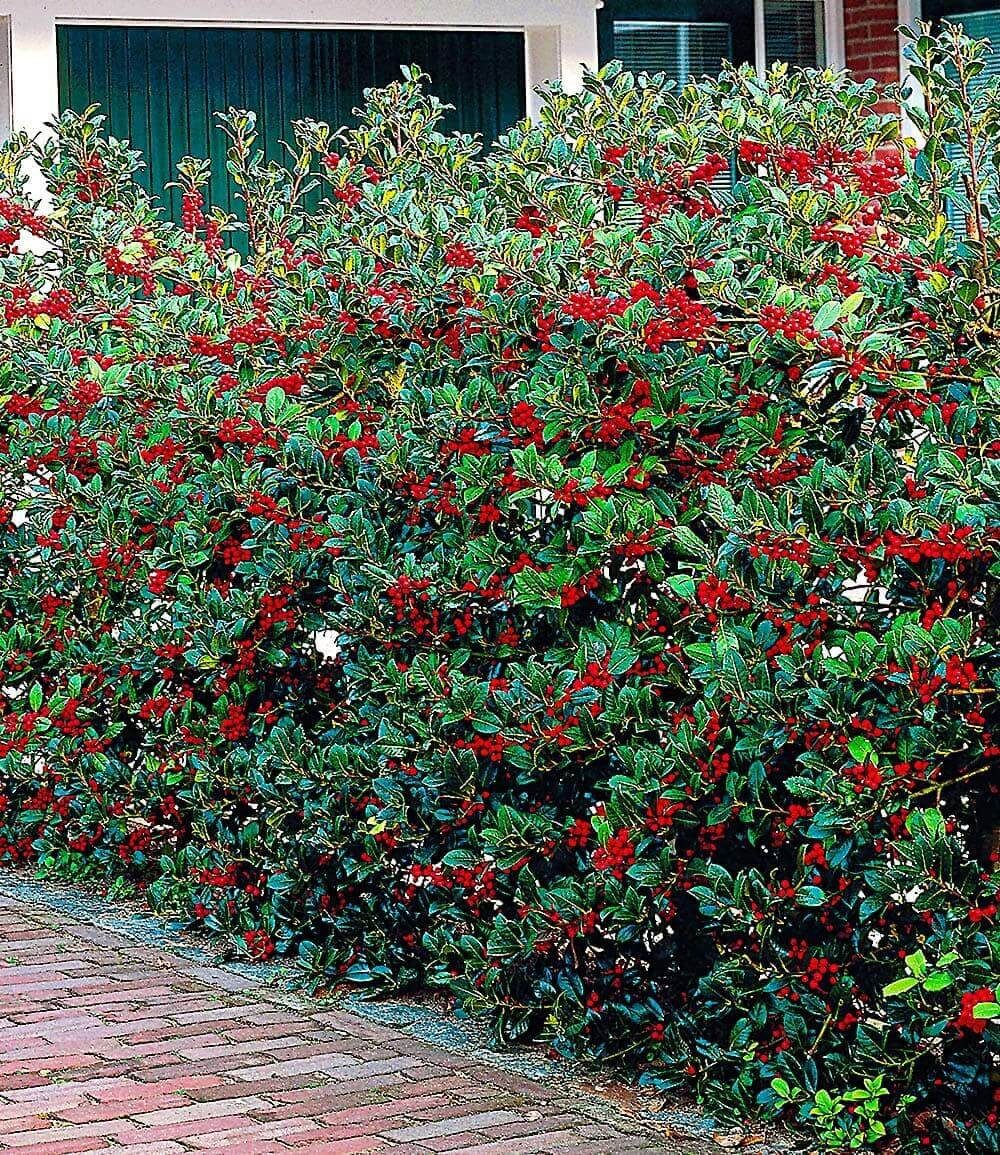 BALDUR Garten Hecken Ilex-Hecke 'Heckenfee®', 5 St., Stechpalme, immergrün,winterhart, blickdicht