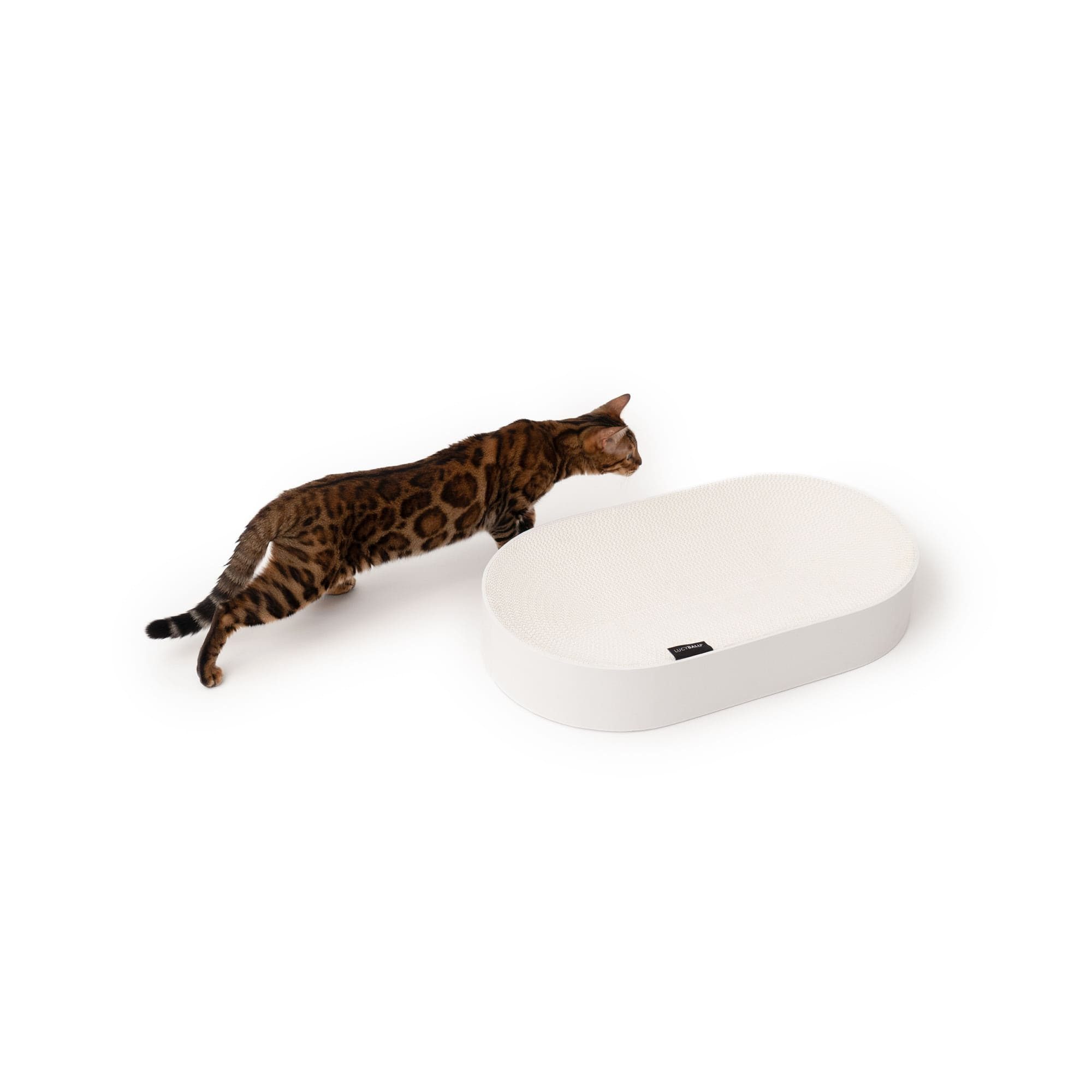 LucyBalu Kratzbrett SCRATCHBED Katzen Kartonbett, XXL günstig online kaufen