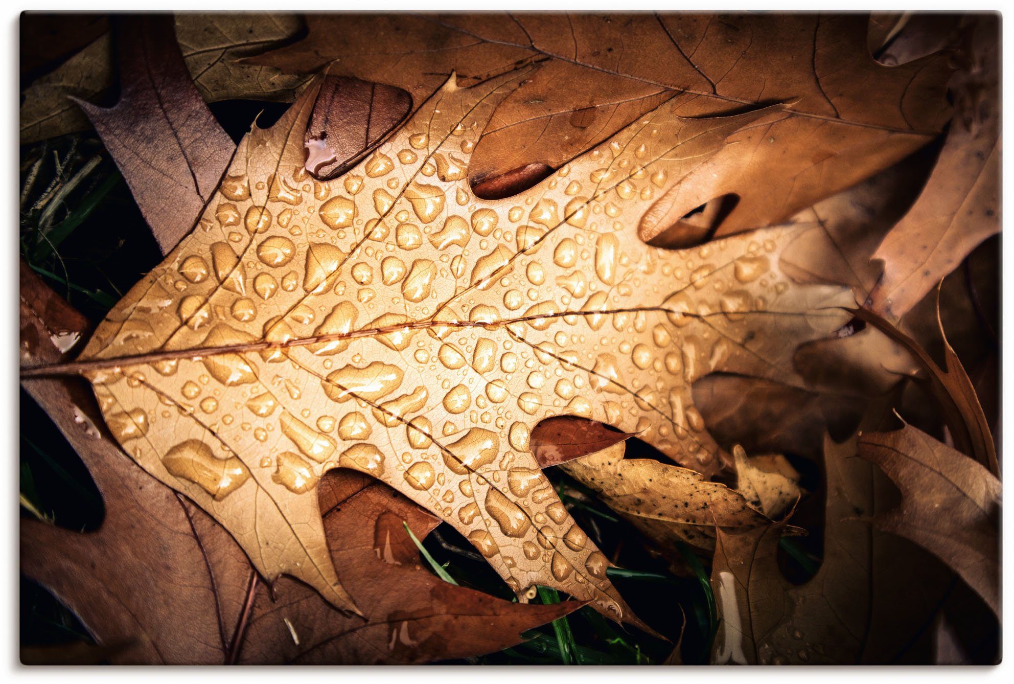 Alubild, Regentropfen, mit Herbstblatt als Größen Poster versch. Artland Wandbild in Leinwandbild, St), oder (1 Wandaufkleber Blätterbilder
