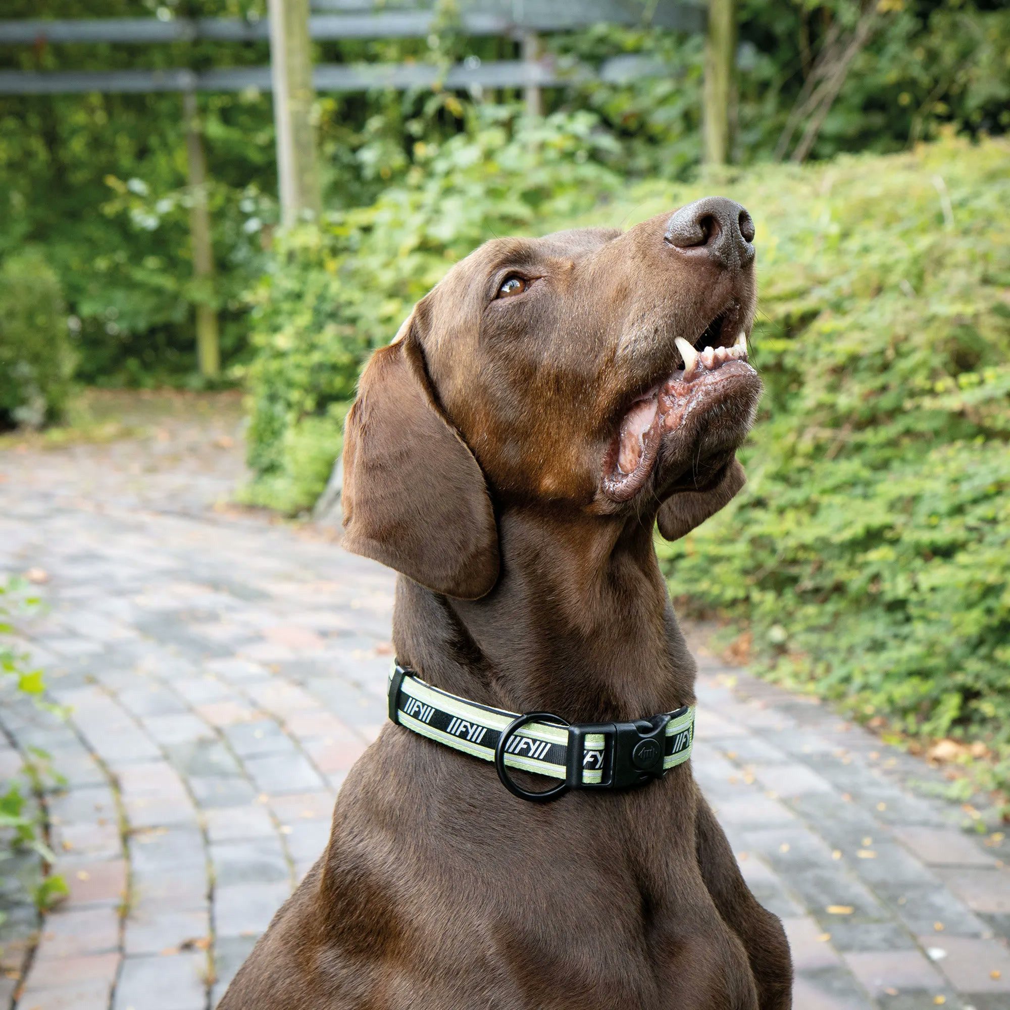 FuzzYard LIFE Hunde-Halsband Hundehalsband - mit Sicherheitssteckverschluss, Nylon und Neopren, in versch. Größen