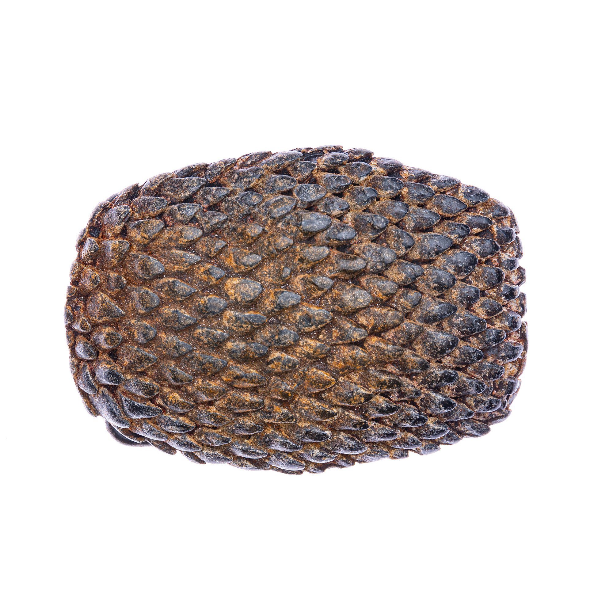 Cassandra Accessoires Gürtelschnalle Wechselschnalle Gürtelschließe Buckle "Armadillo" mit Schuppen-Optik - 40mm