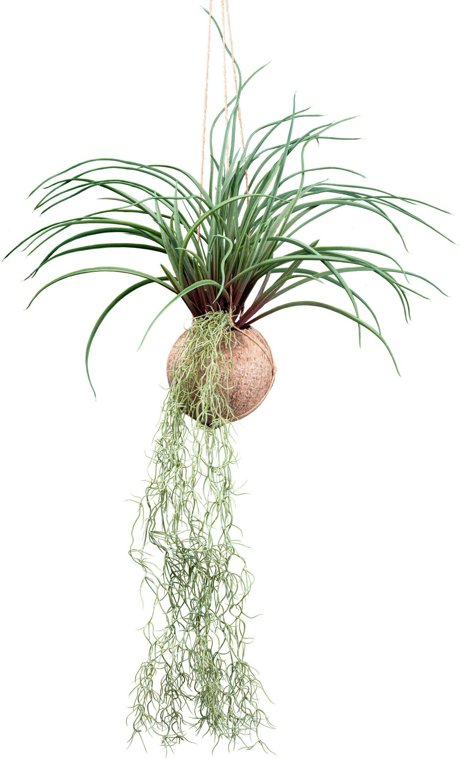 Kunstranke Tillandsia Xerographica Sukkulente, Creativ green, Höhe 72