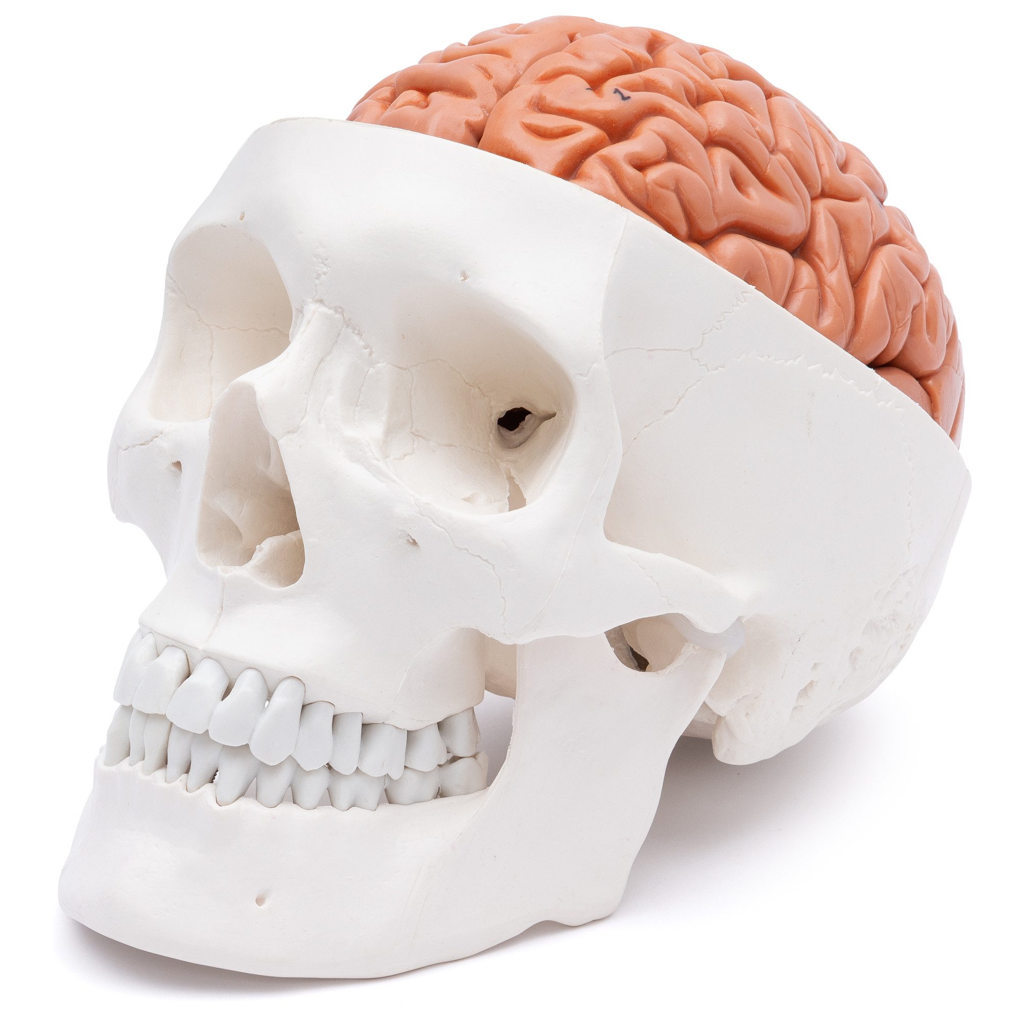 Cranstein Scientific Dekoobjekt Schädel Anatomie Modell lebensgroß mit 8 teiligem Gehirn bewegliche Ki