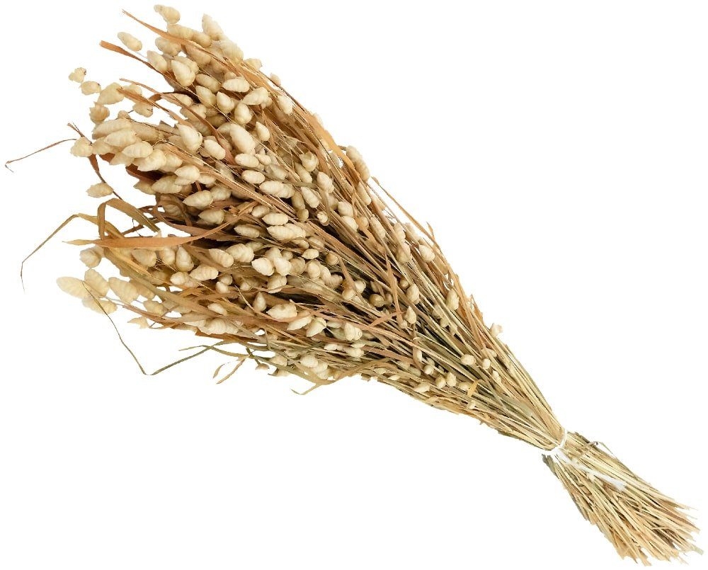 Kunstblume Briza Maxima Zittergras Trockenblume Gras Naturdeko natur