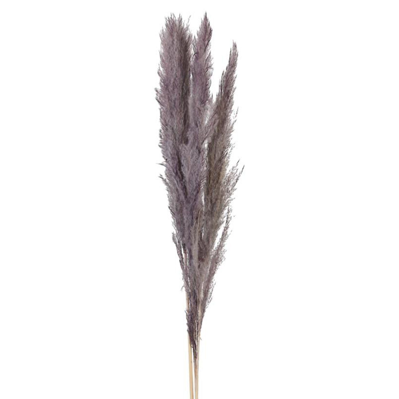 Trockenblume Pampasgras lila - Pampas grass - Cortaderia - 115-117 cm - 3 Stück, DIJK