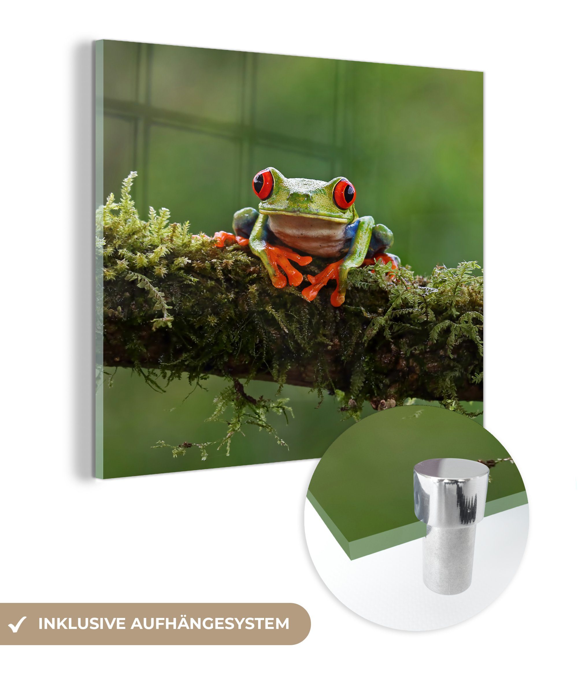 MuchoWow Acrylglasbild Rotäugiger Quecksilberfrosch auf bewachsenem Ast, (1 St), Glasbilder - Bilder auf Glas Wandbild - Foto auf Glas - Wanddekoration