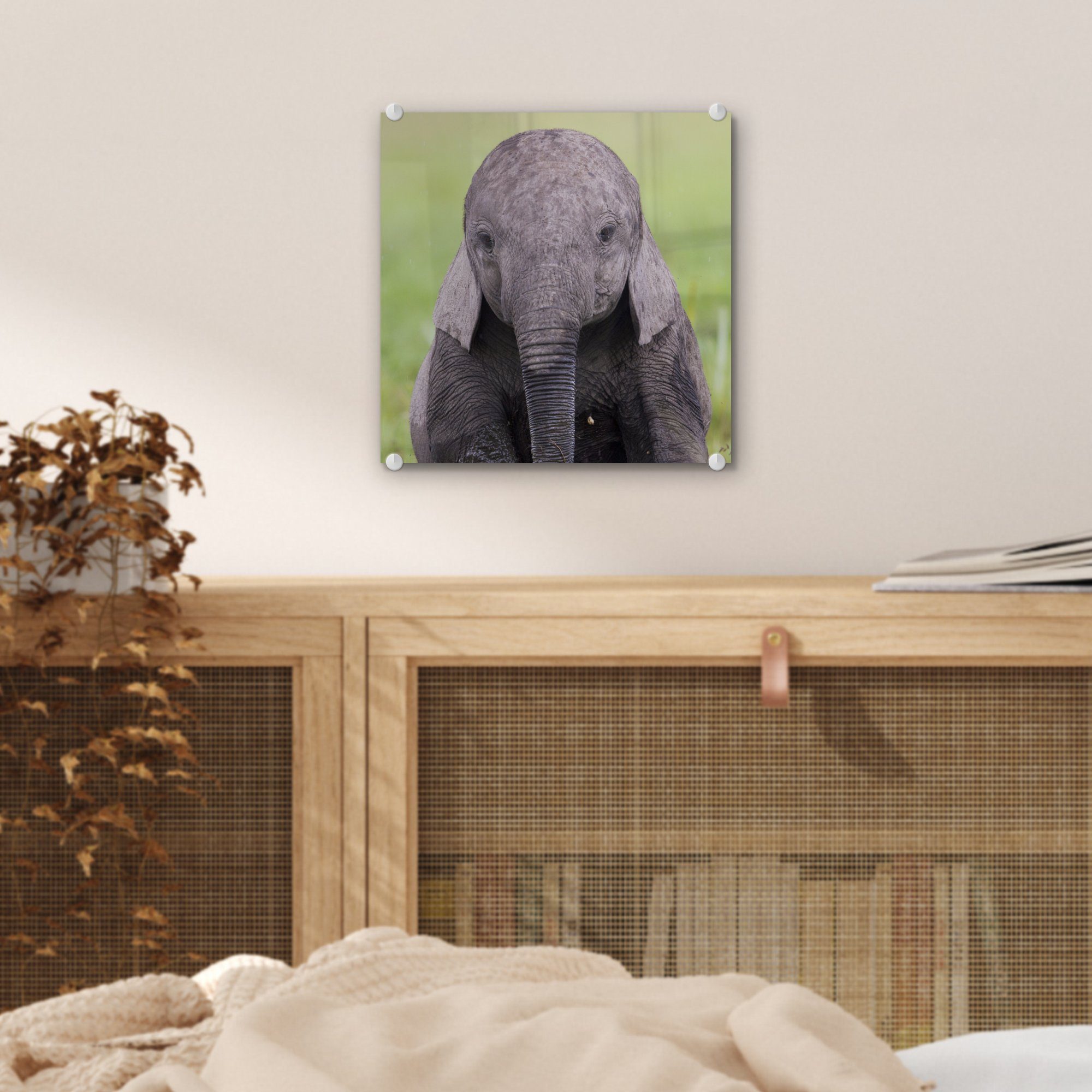 - - Acrylglasbild Tiere Elefant - Foto MuchoWow - - auf (1 Baby St), auf Wanddekoration - Glas Glasbilder - Glas Natur, Wandbild Gras Bilder