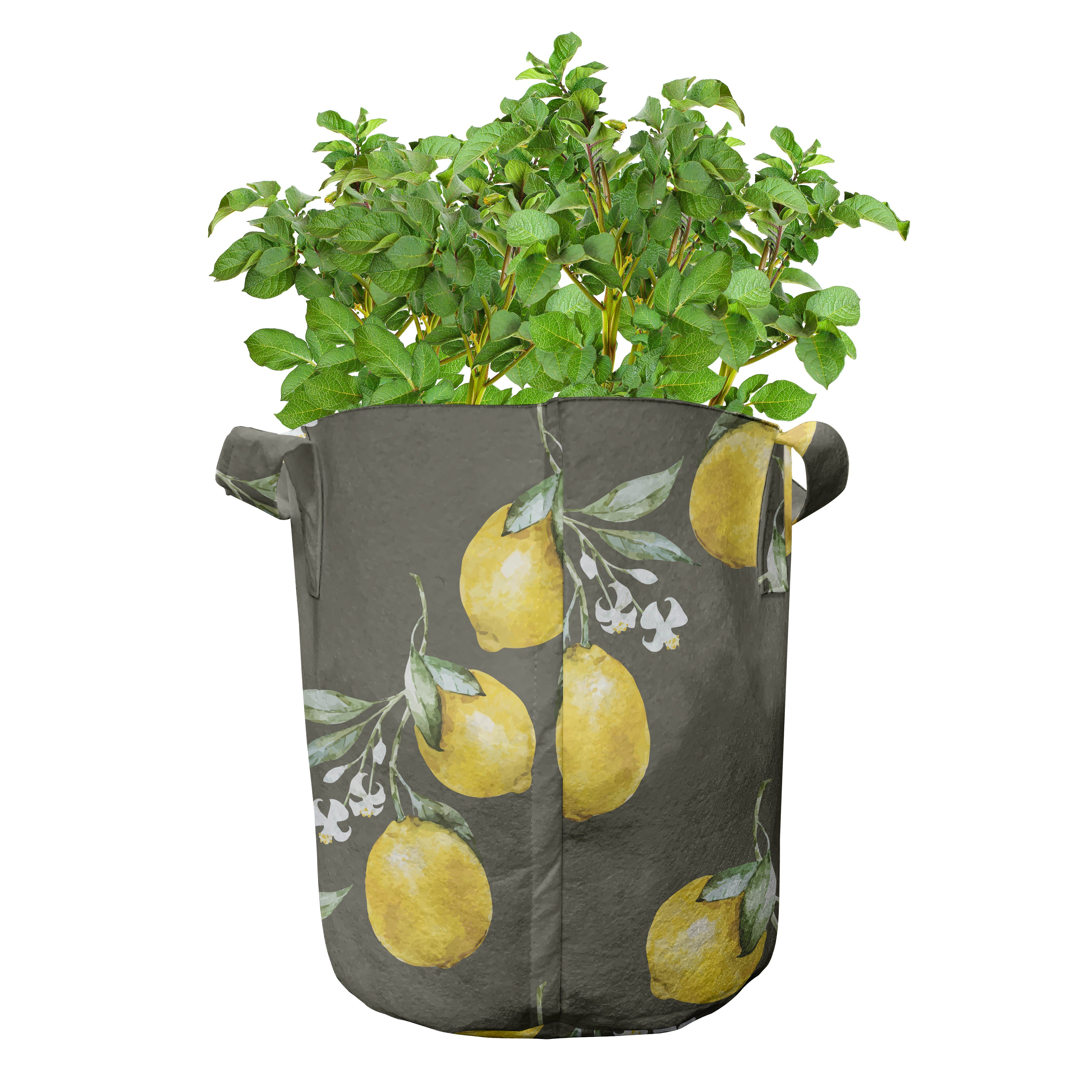 Wachstum Natur Branchen Pflanzkübel Stofftöpfe Griffen hochleistungsfähig Abakuhaus mit Pflanzen, Lemon für