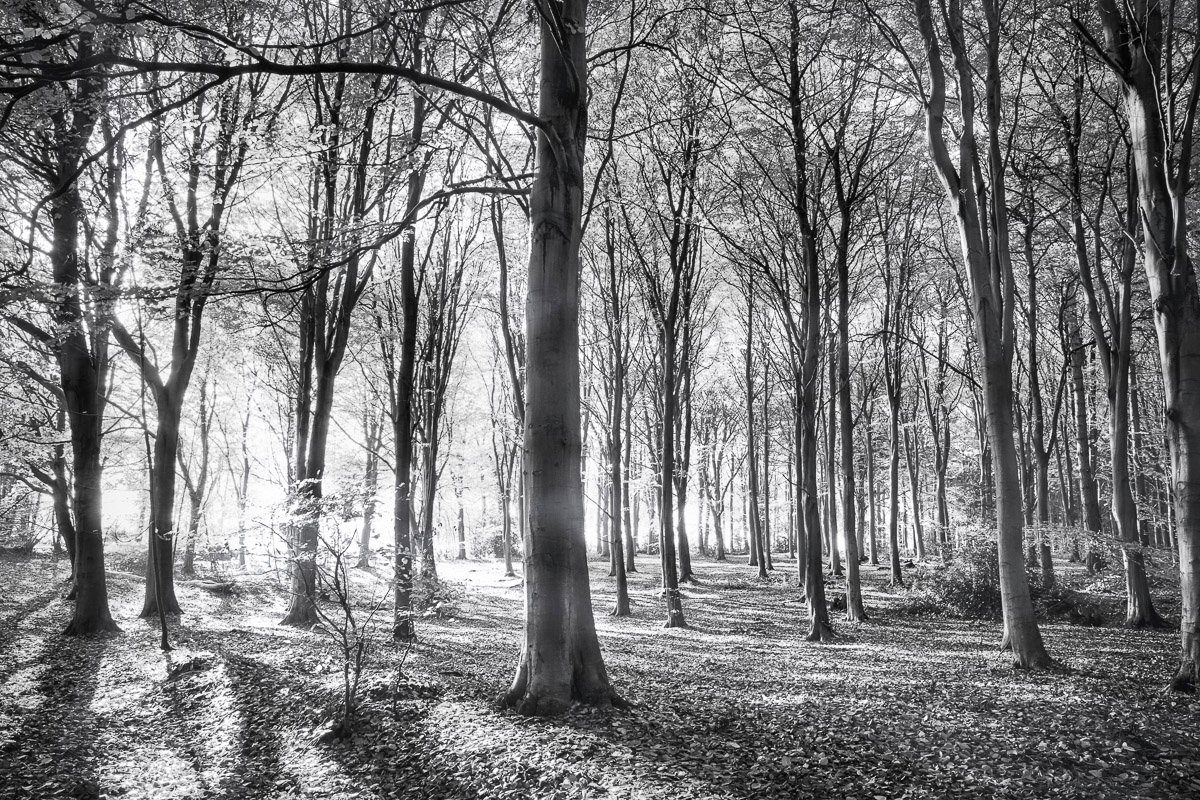 Papermoon Fototapete Schwarz Wald & Weiß