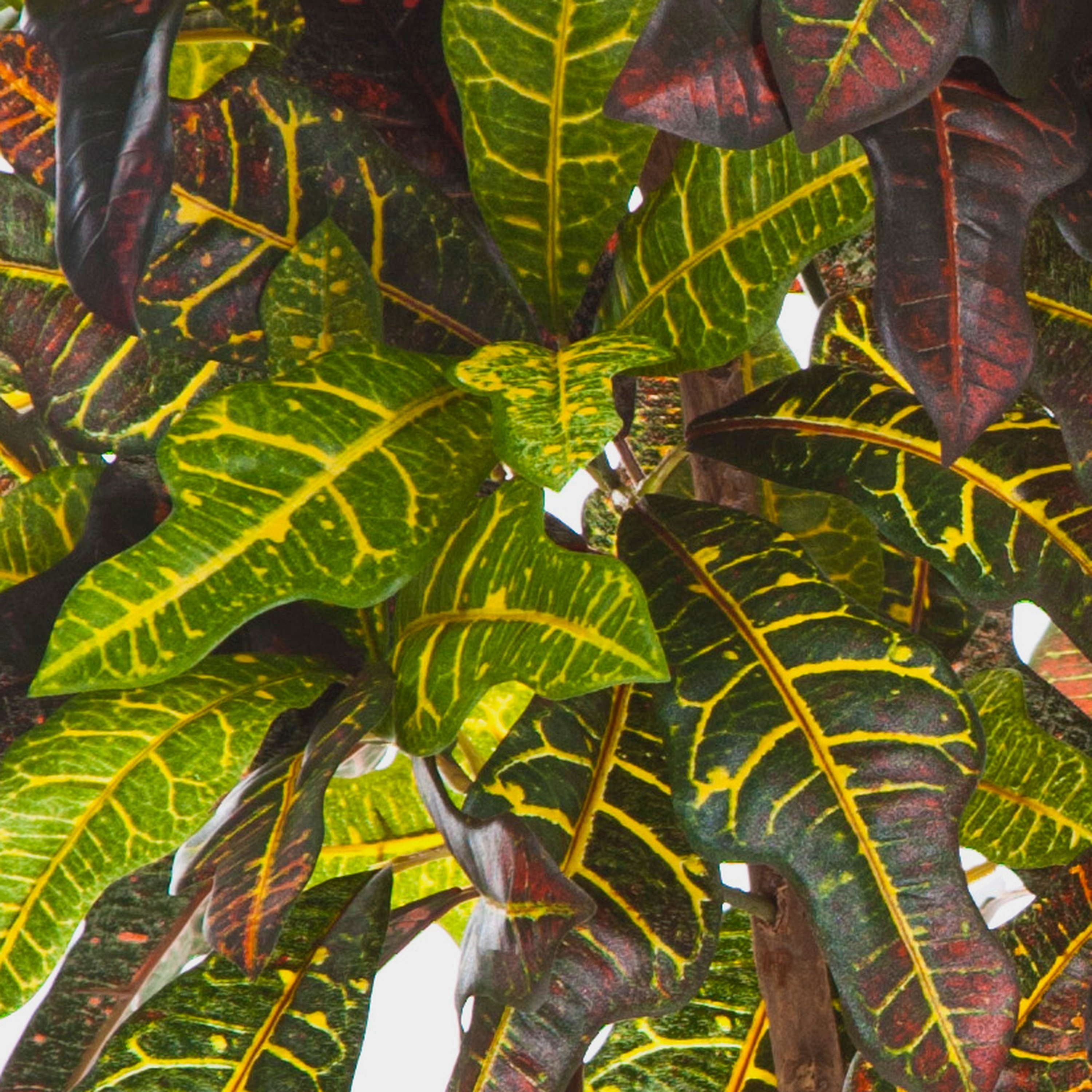 Kunstbaum Künstlicher Goldfinger Baum, 210 Blätter, grün-gelb - rot, 120cm Kroton, artplants, Höhe 120.0 cm