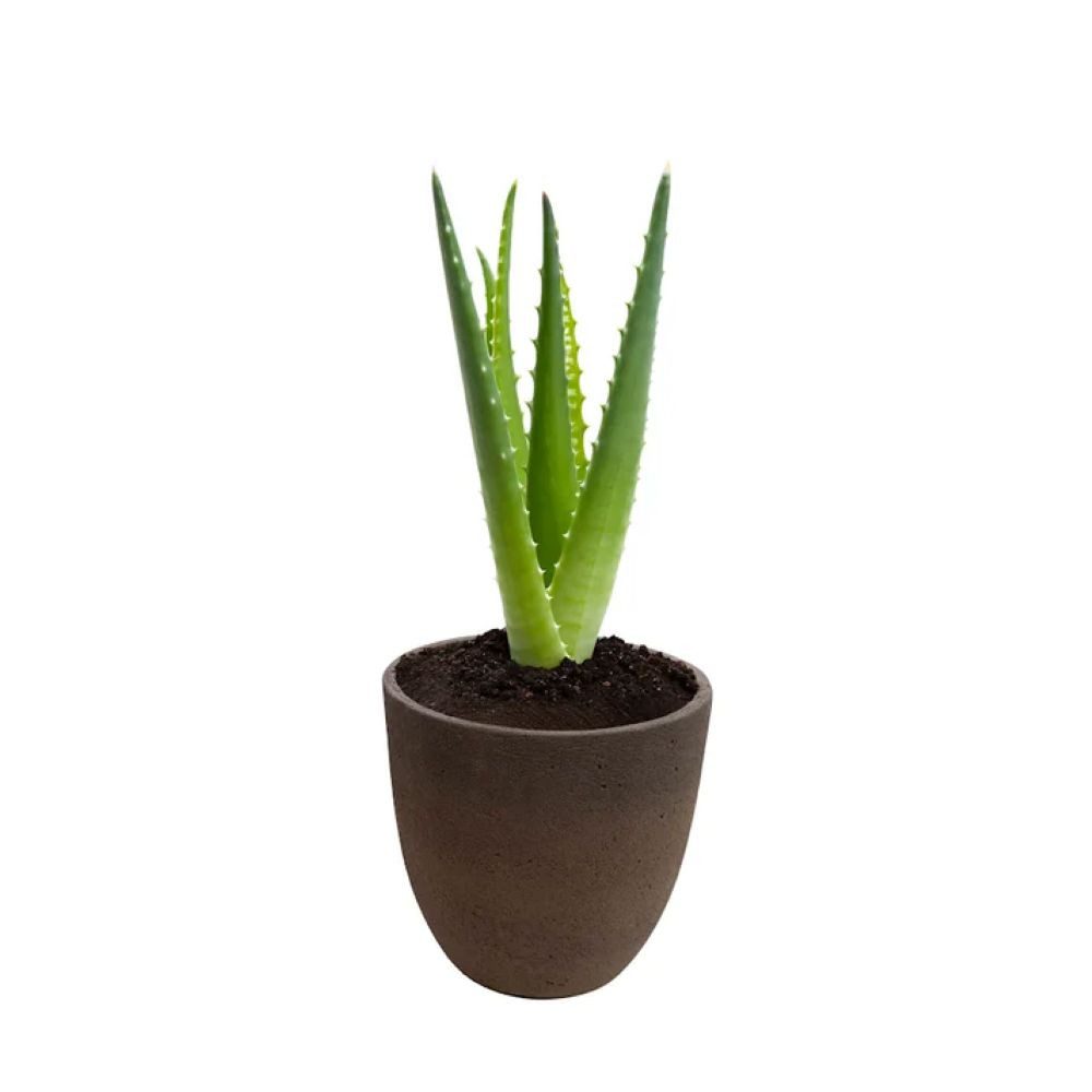 Schweng Blumentopf Blumentopf Zement – dunkelbraun, rund, Außenbereich 40x40x38cm