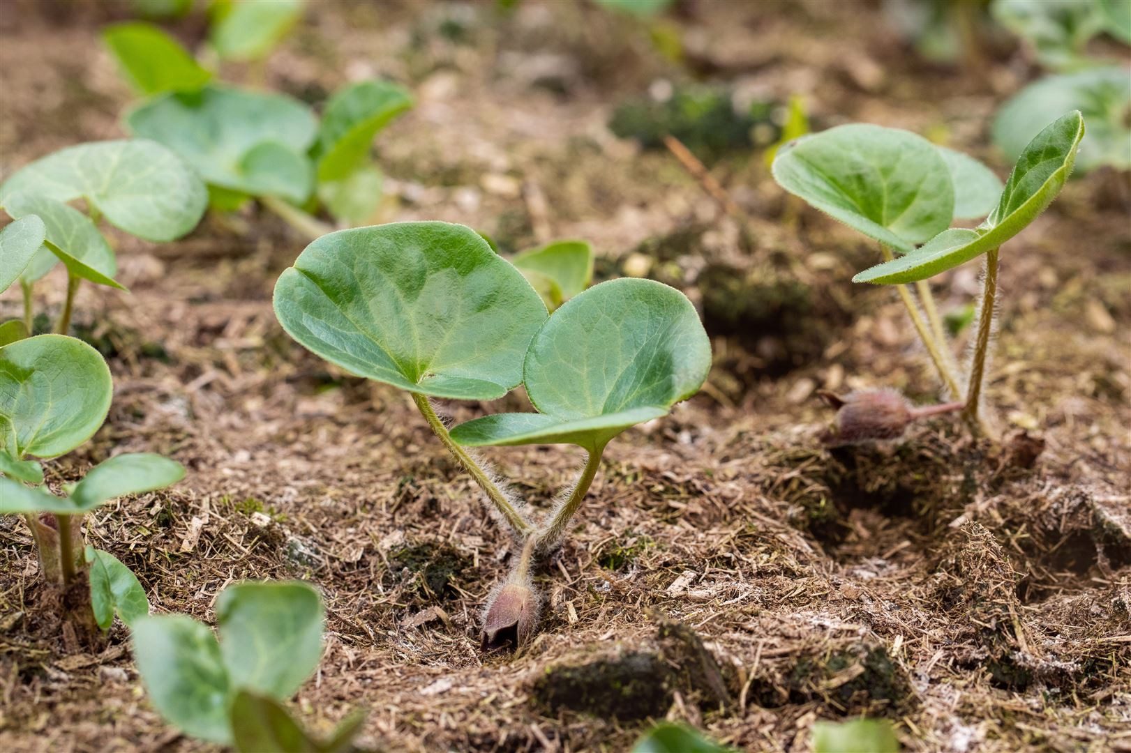 Pflanzen für Dich Staude Asarum europaeum, 1 St., Haselwurz, Europäische Haselwurz