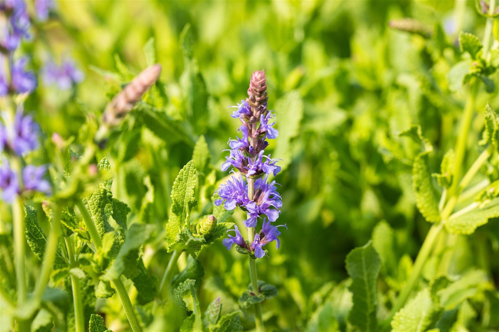 Pflanzen für Dich Staude Salvia nemorosa Blauhügel, 1 St., Steppen-Salbei, Hain-Salbei