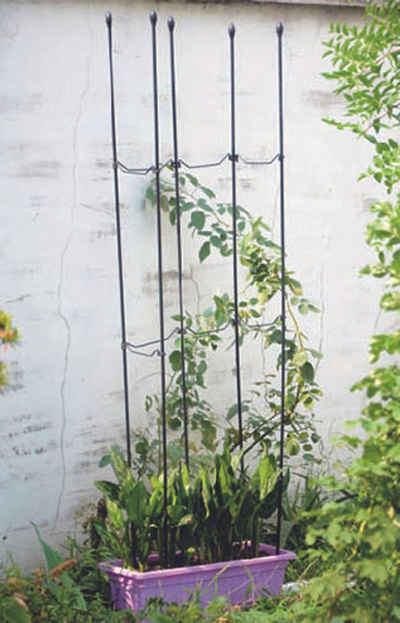 BURI Rankhilfe 6x Rankhilfe Set 1,5m Kletterpflanzen Stab Stützen Gartenspalier Rosen