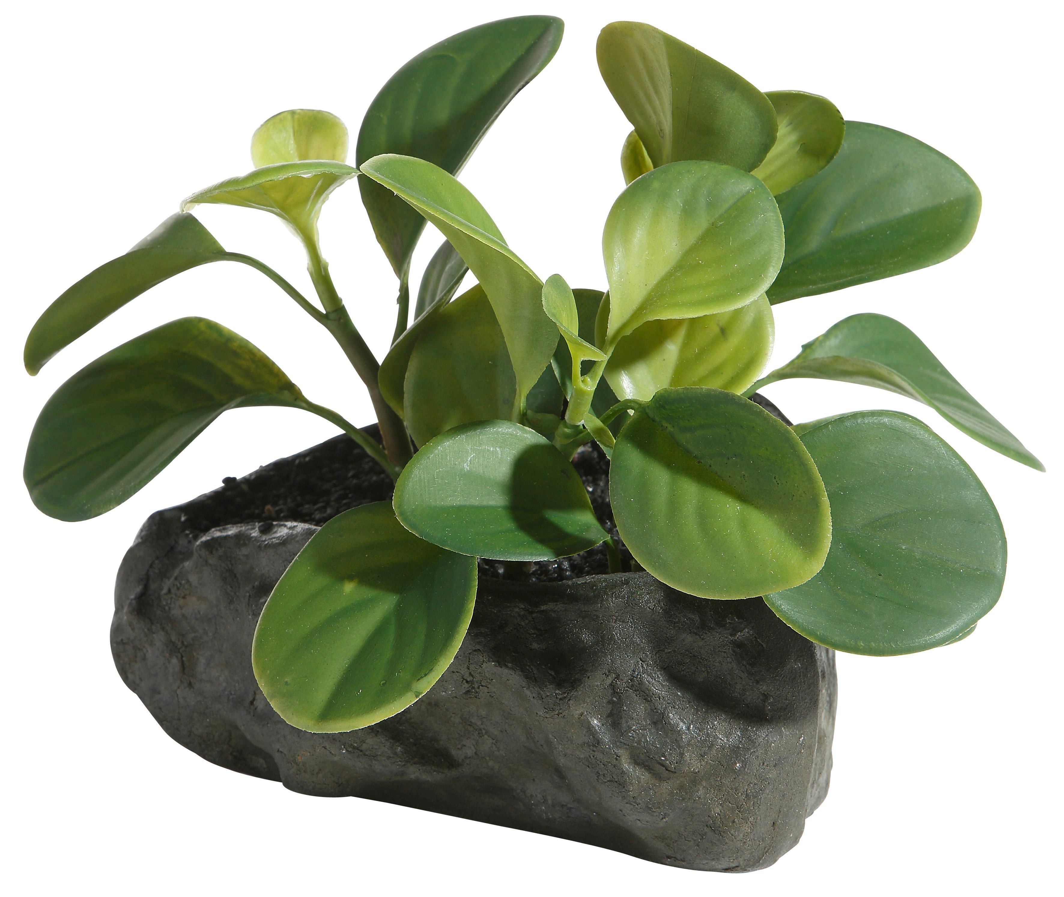 Kunstpflanze Sukkulenten, OTTO home, Höhe 12 cm, 4er Set – Bild 5 von 5