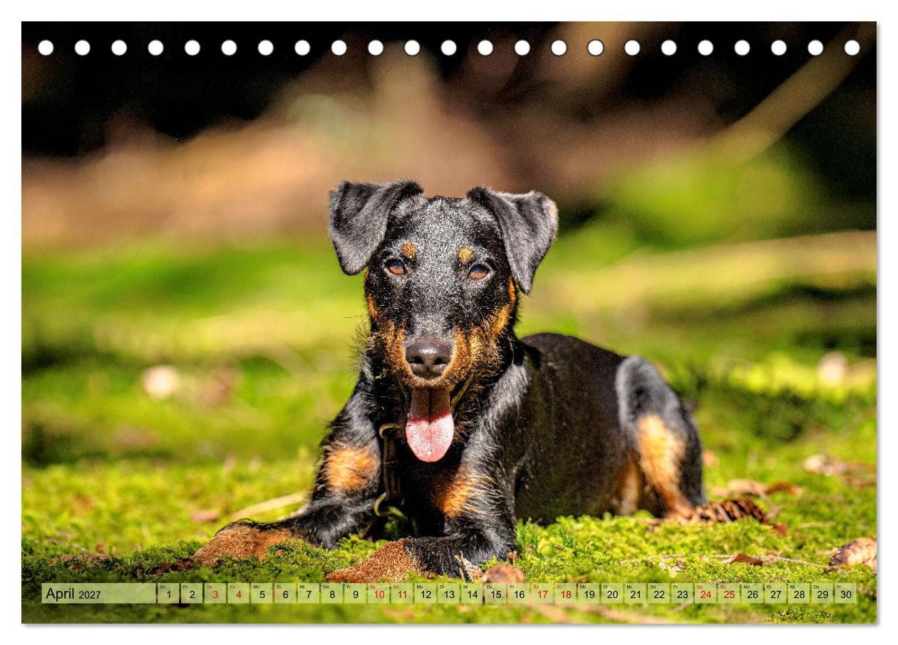CALVENDO Wandkalender Deutscher Terrier - ein leidenschaftlicher Jäger (Tischkalender 2027 D
