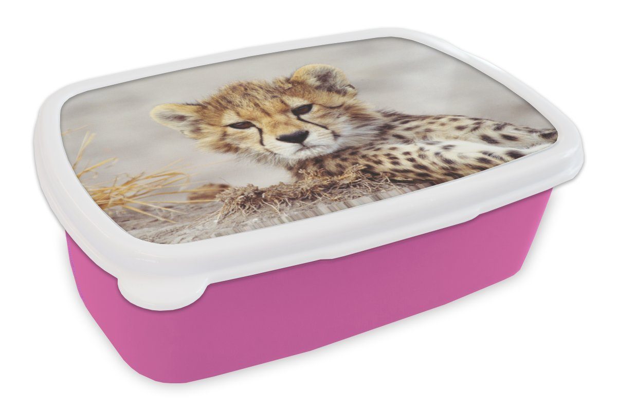 MuchoWow Lunchbox Gepard - Jung - Porträt, Kunststoff, (2-tlg), Brotbox für Erwachsene, Brotdose Kinder, Snackbox, Mädchen, Kunststoff rosa
