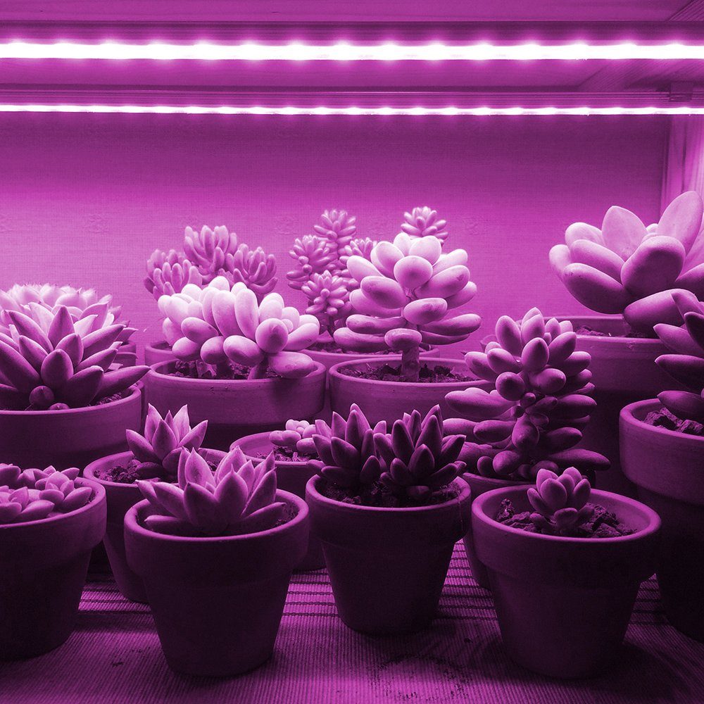 Qualra Pflanzenlampe LED Vollspektrum Pflanzenlampe 30/50cm Anschließbar Gr günstig online kaufen