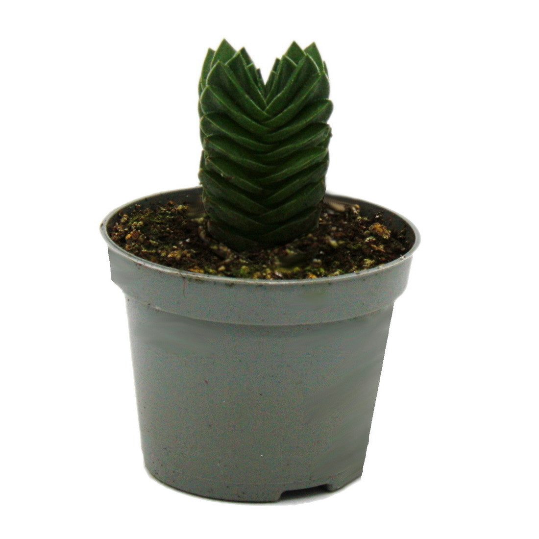 Kaktus Sukkulente - Crassula Buddhas Tempel - Mini-Dickblatt - 6cm Topf
