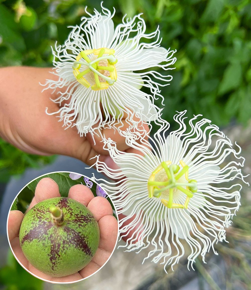 BALDUR Garten Obstpflanze Winterharte Passionsblume Cooltropics® 'Snowstar®', 1 St., Maracuja-früchte, essbar,winterhart, mehrjährig, pflegeleicht