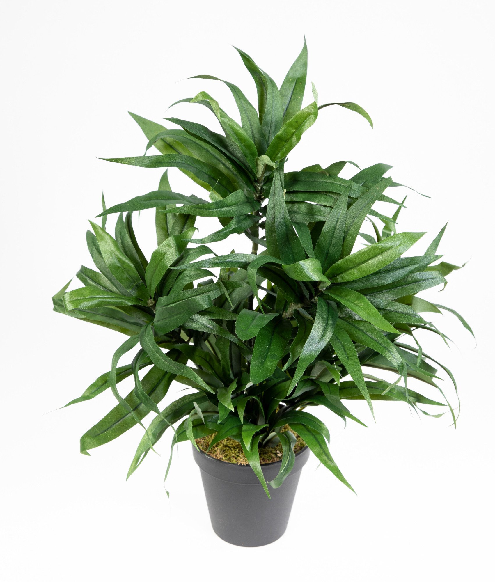 Kunstpflanze Dracena 42cm im Topf DA künstliche Pflanzen Palmen, Seidenblum günstig online kaufen