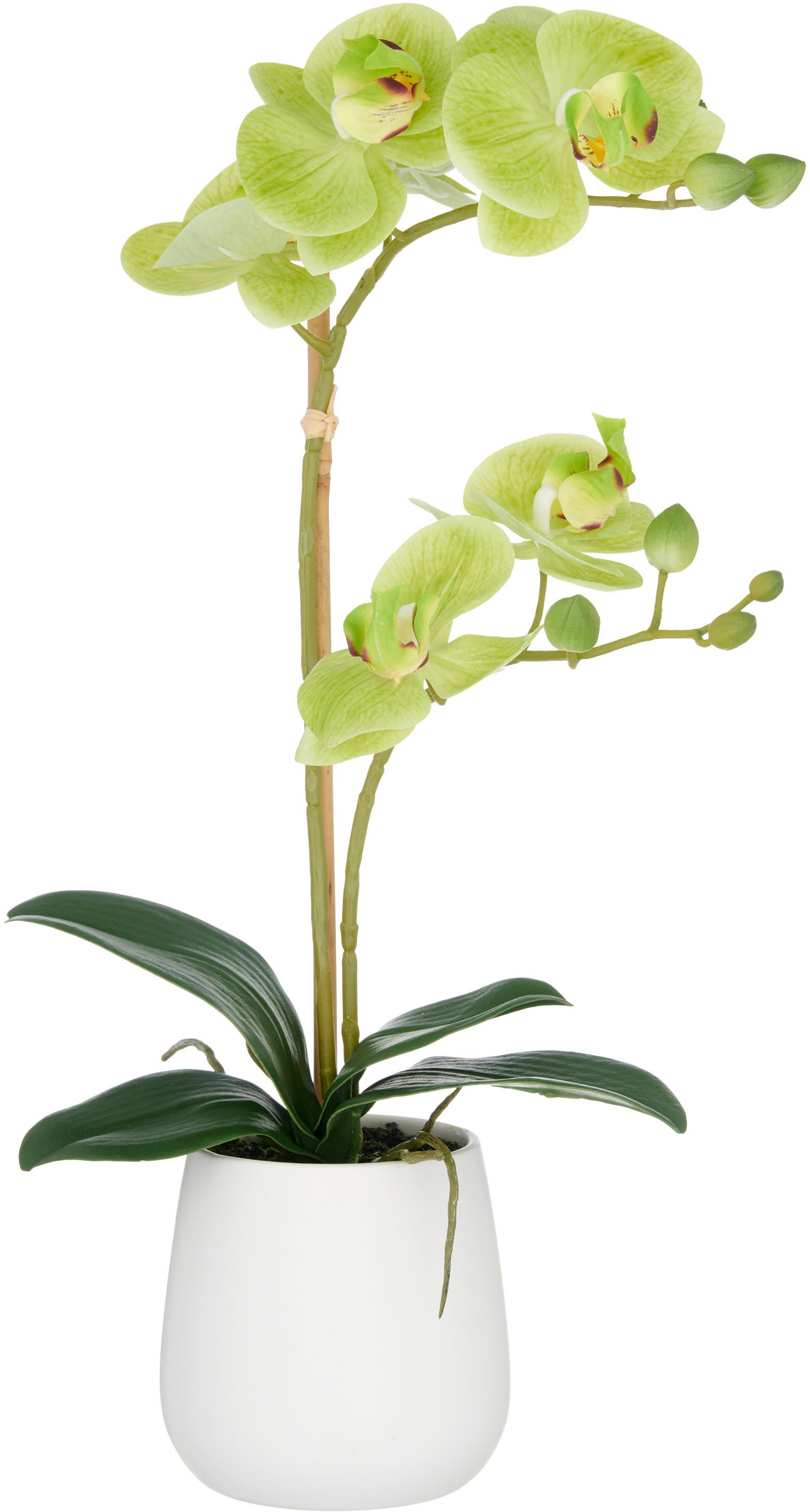 Kunstorchidee Orchidee Phalaenopsis, Creativ green, Höhe 50 cm, mit dauerha günstig online kaufen