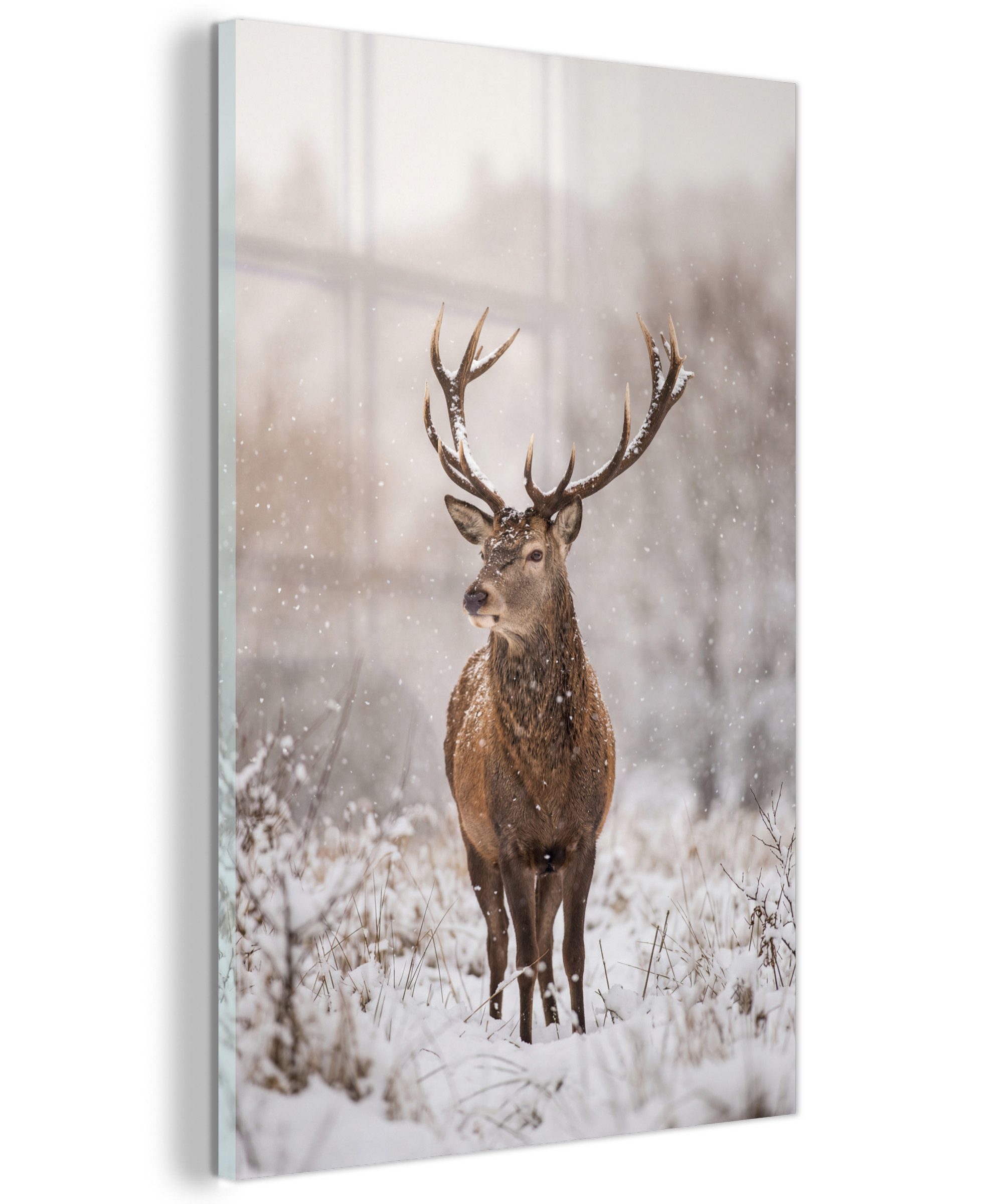 MuchoWow Acrylglasbild Rothirsch - Wald - Schnee - Winter - Majestätisch, Inkl. Aufhängung, Dekorative Bild für Küche & Wohnzimmer auf Glas, 20x30 cm