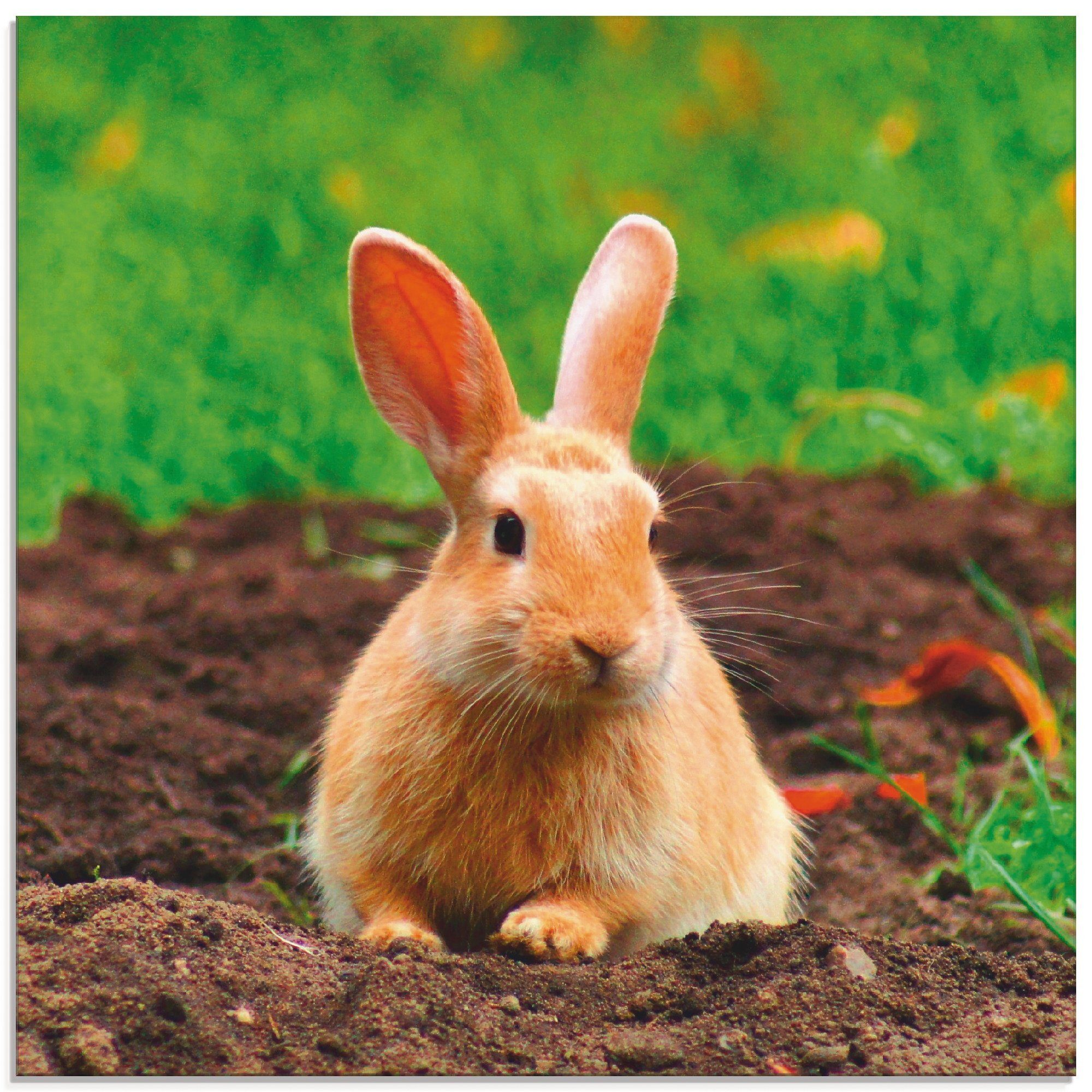 Artland Glasbild Glückliches Zwergkaninchen, Wildtiere (1 St), in verschiedenen Größen